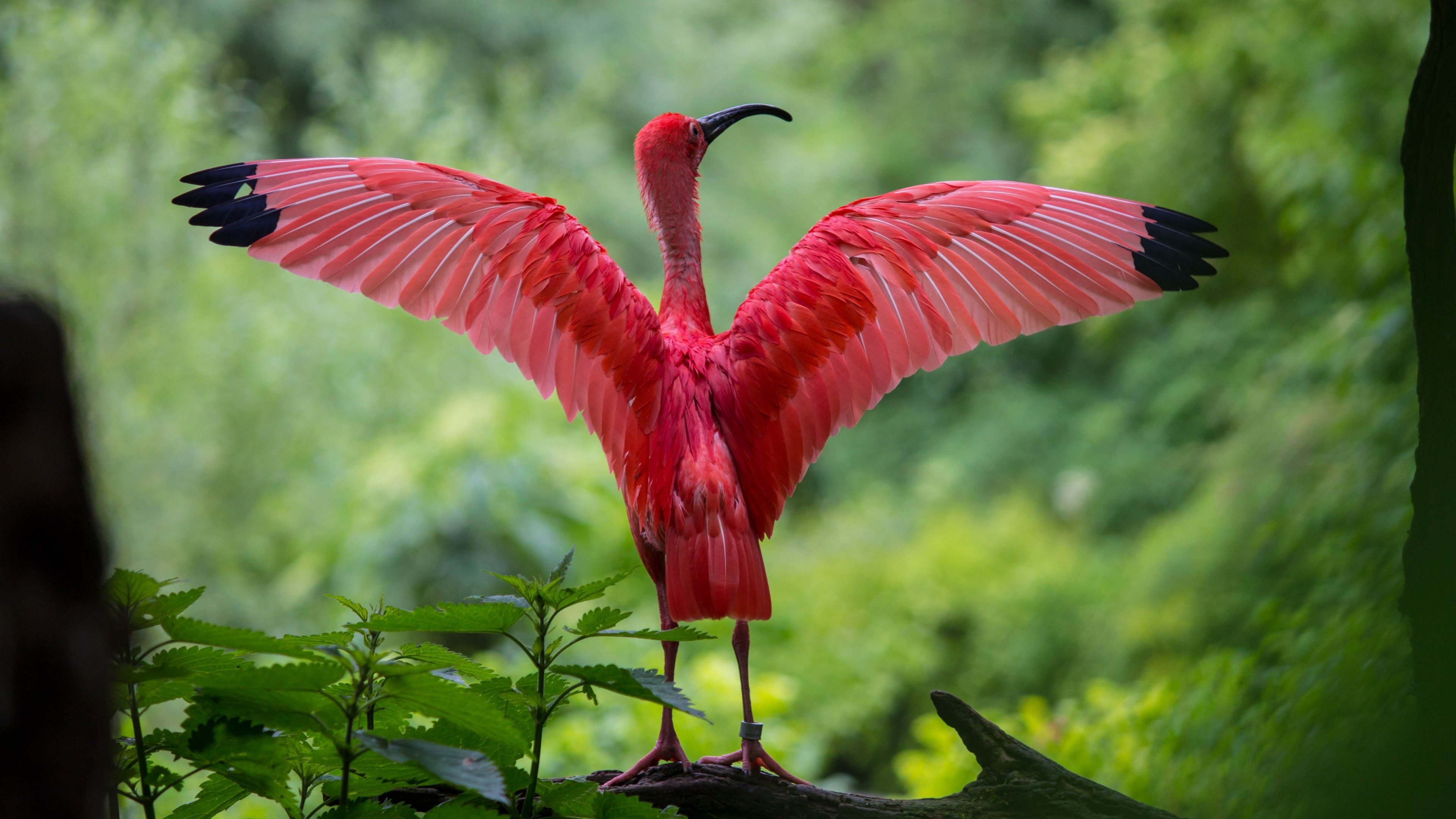 wings, ibis, animal, scarlet ibis, bird, birds