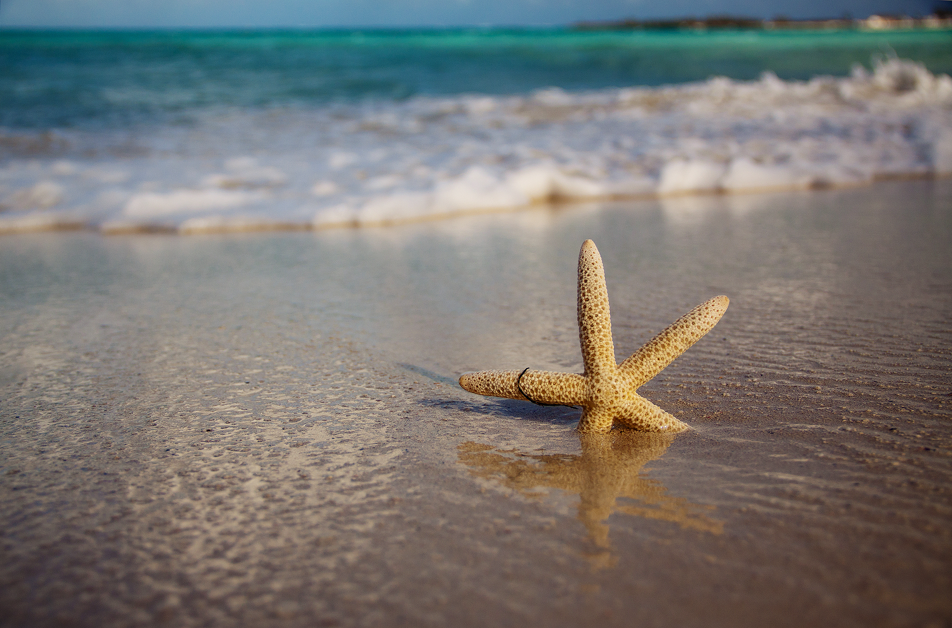 Морская звезда песок море