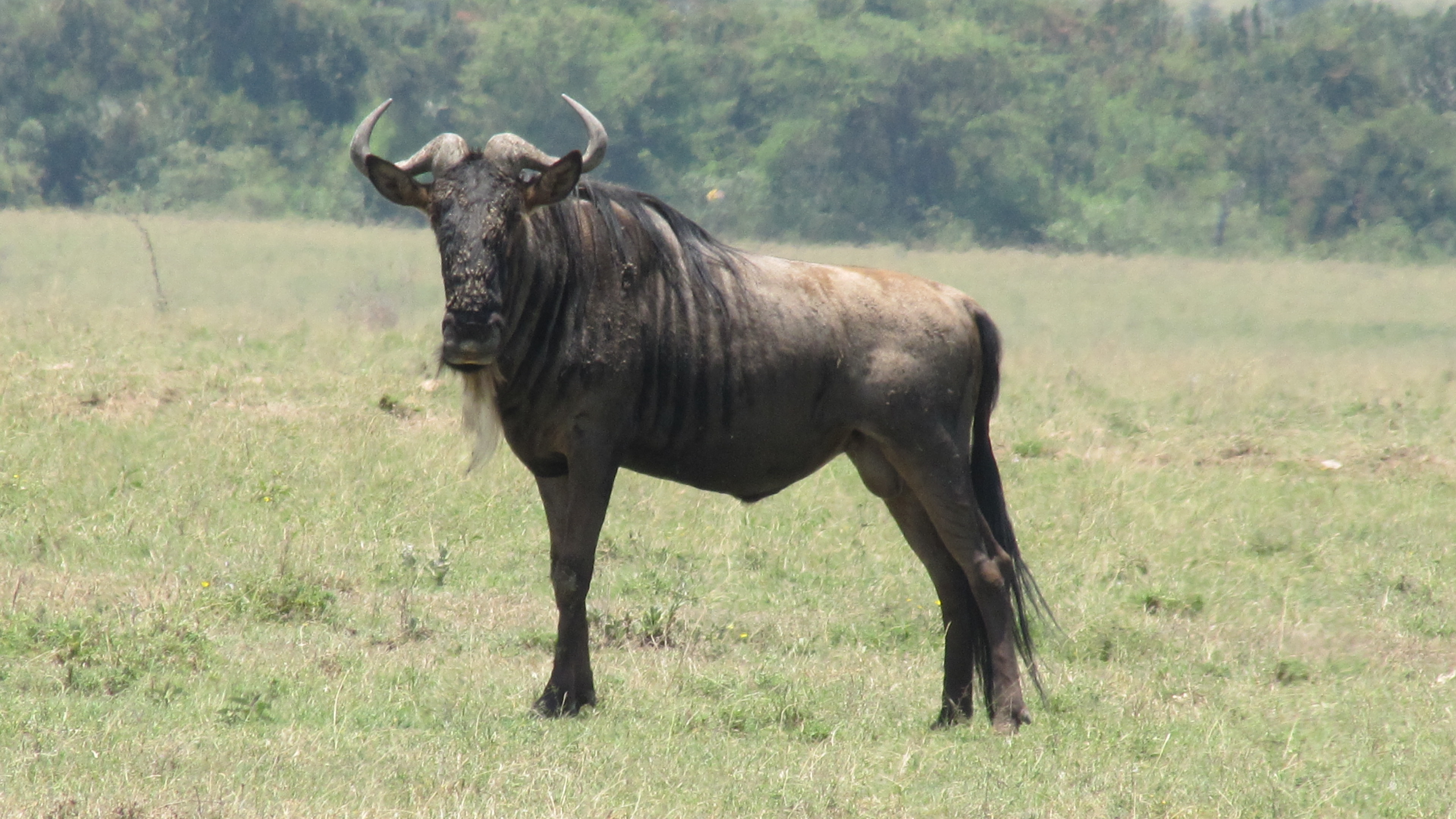  Wildebeest HD Android Wallpapers