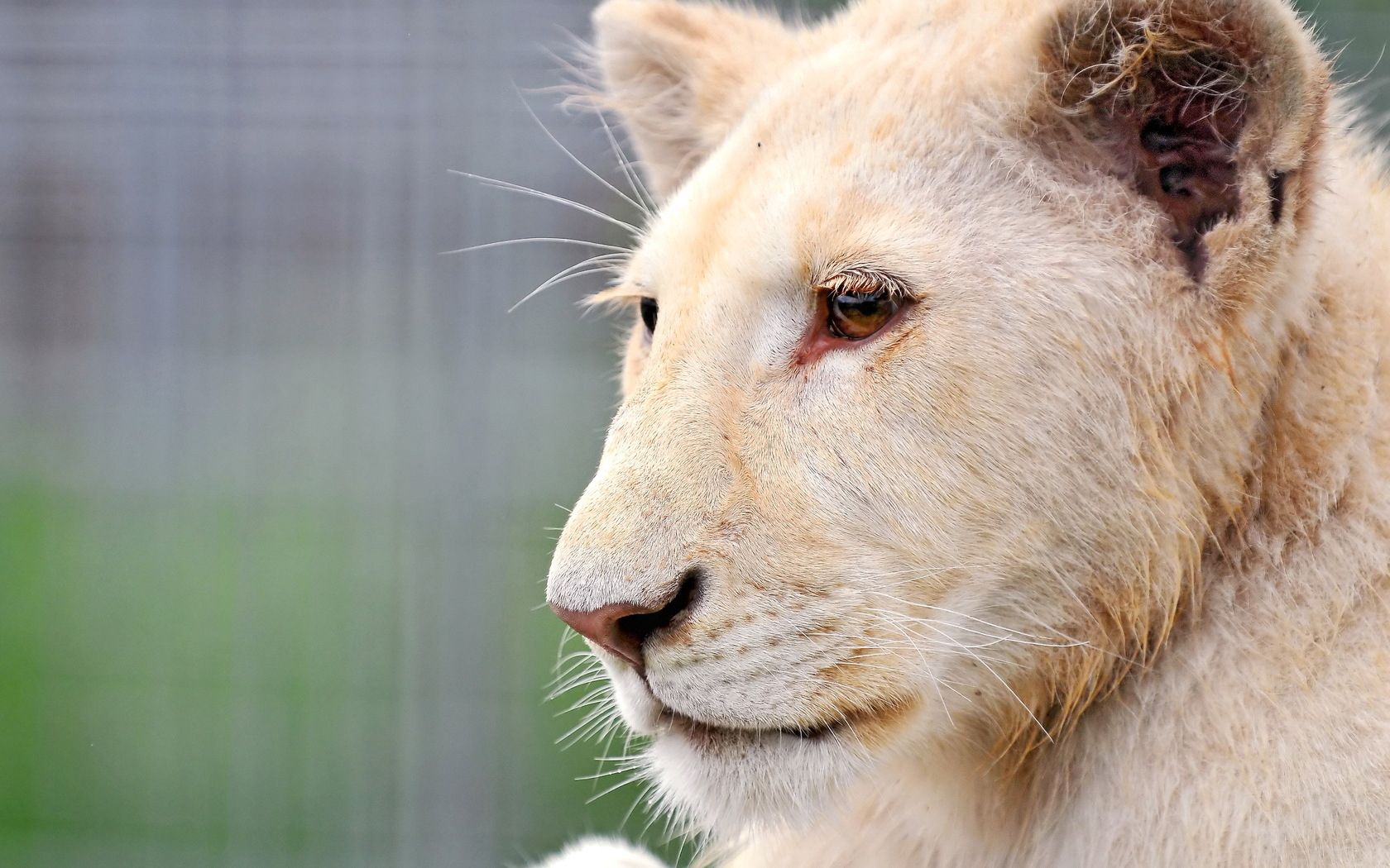 免费下载动物, 捕食者, 枪口, 莫尔达, 一只狮子, 狮子座, 大猫, 白化病, 阿尔比诺斯手机壁纸。