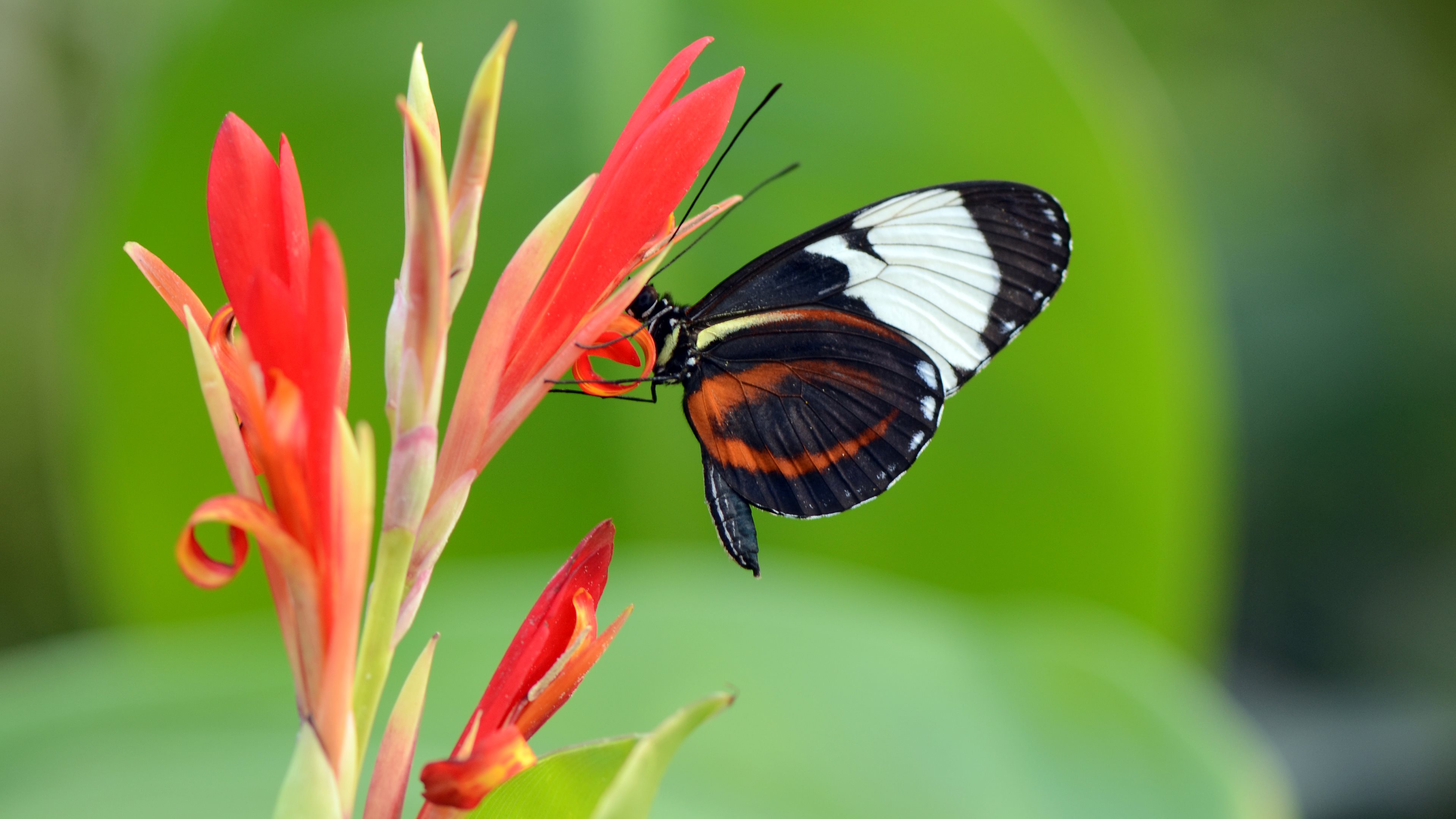 Ирис Тропическая бабочка
