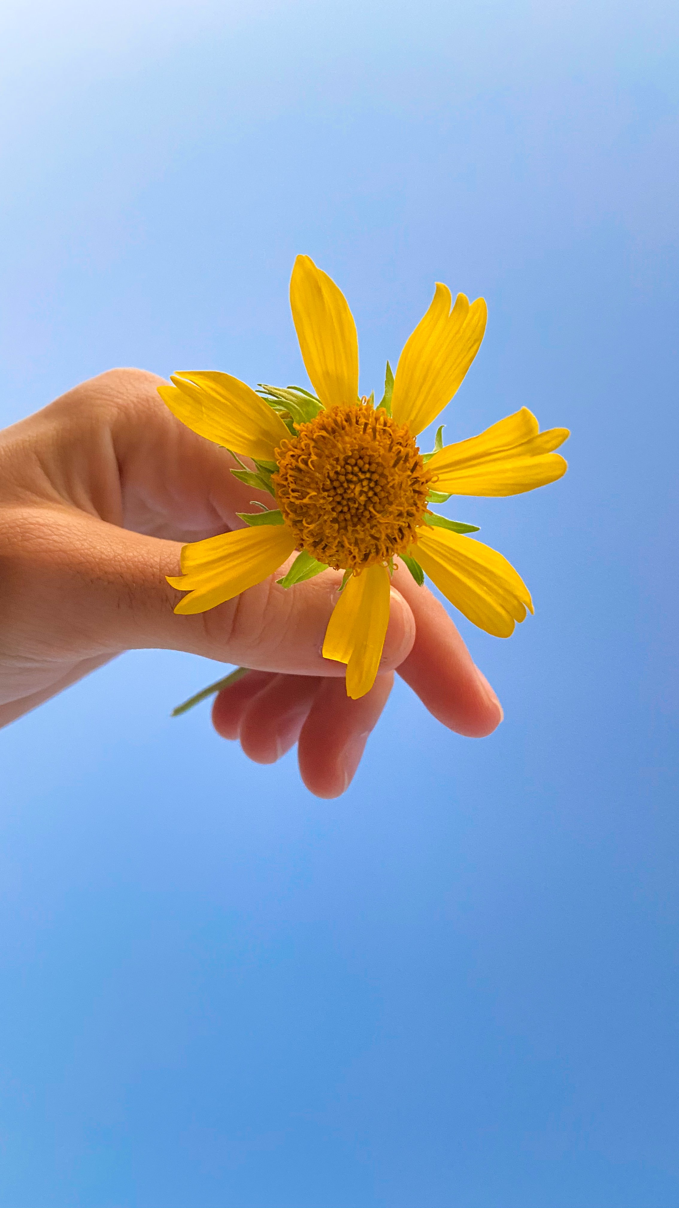 Download mobile wallpaper Hand, Sky, Petals, Flowers, Flower for free.