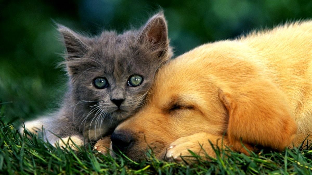 Питомцы кошечки. Котики собачки. Обои на телефон животные. Красивые животные кошки. Щенок и котенок.