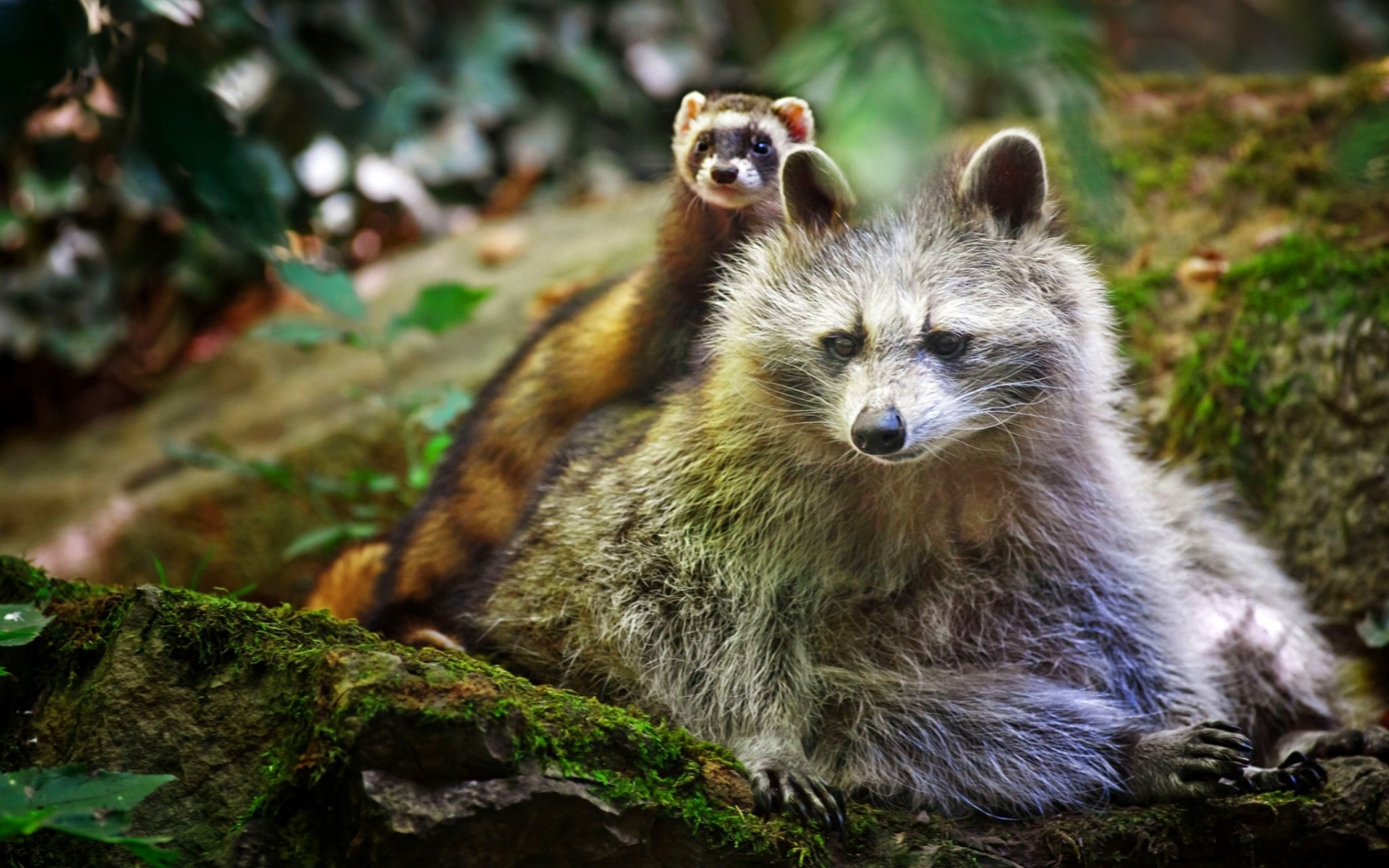 raccoons, animals 1080p
