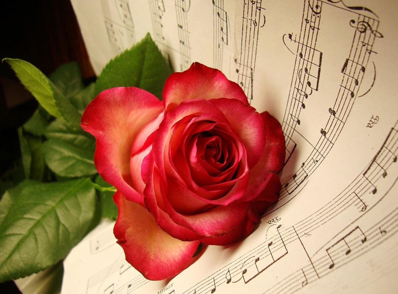 在您的 PC 桌面上免費下載 音乐, 花卉, 花, 谎言, 玫瑰花, 笔记, 音符 圖片