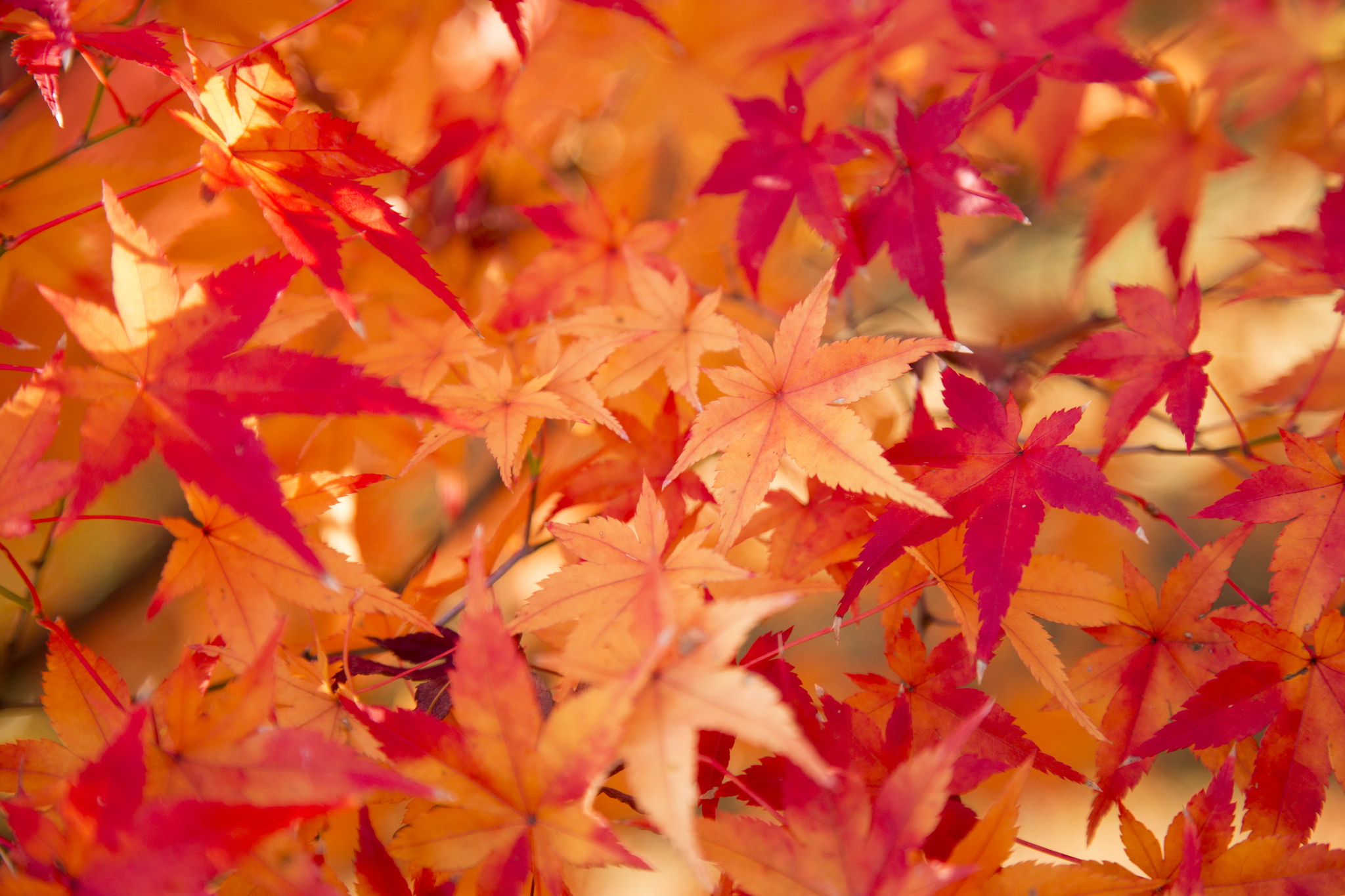 Текстура листья осень