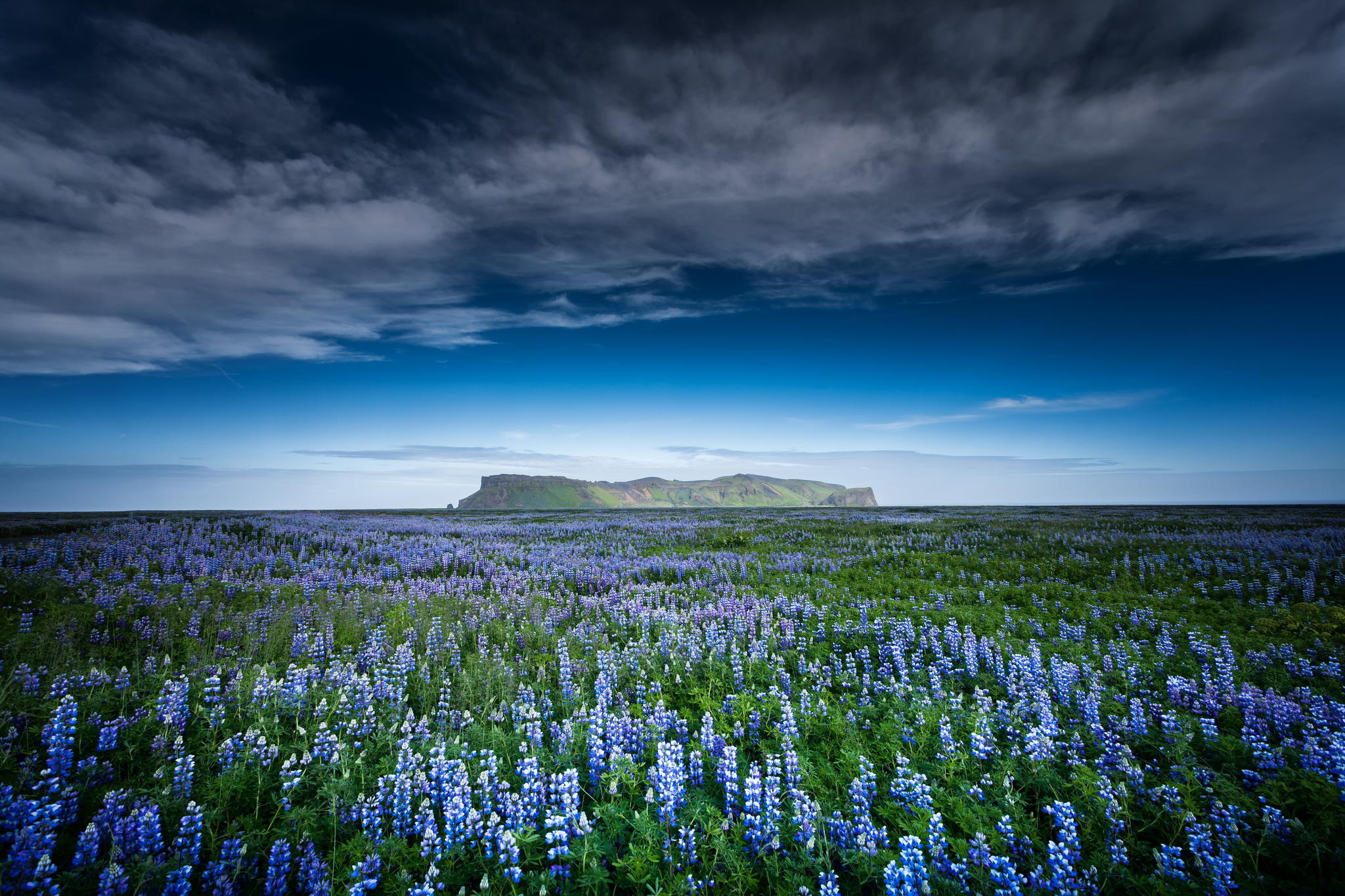 Download background earth, lupine, blue flower, field, flower, sky