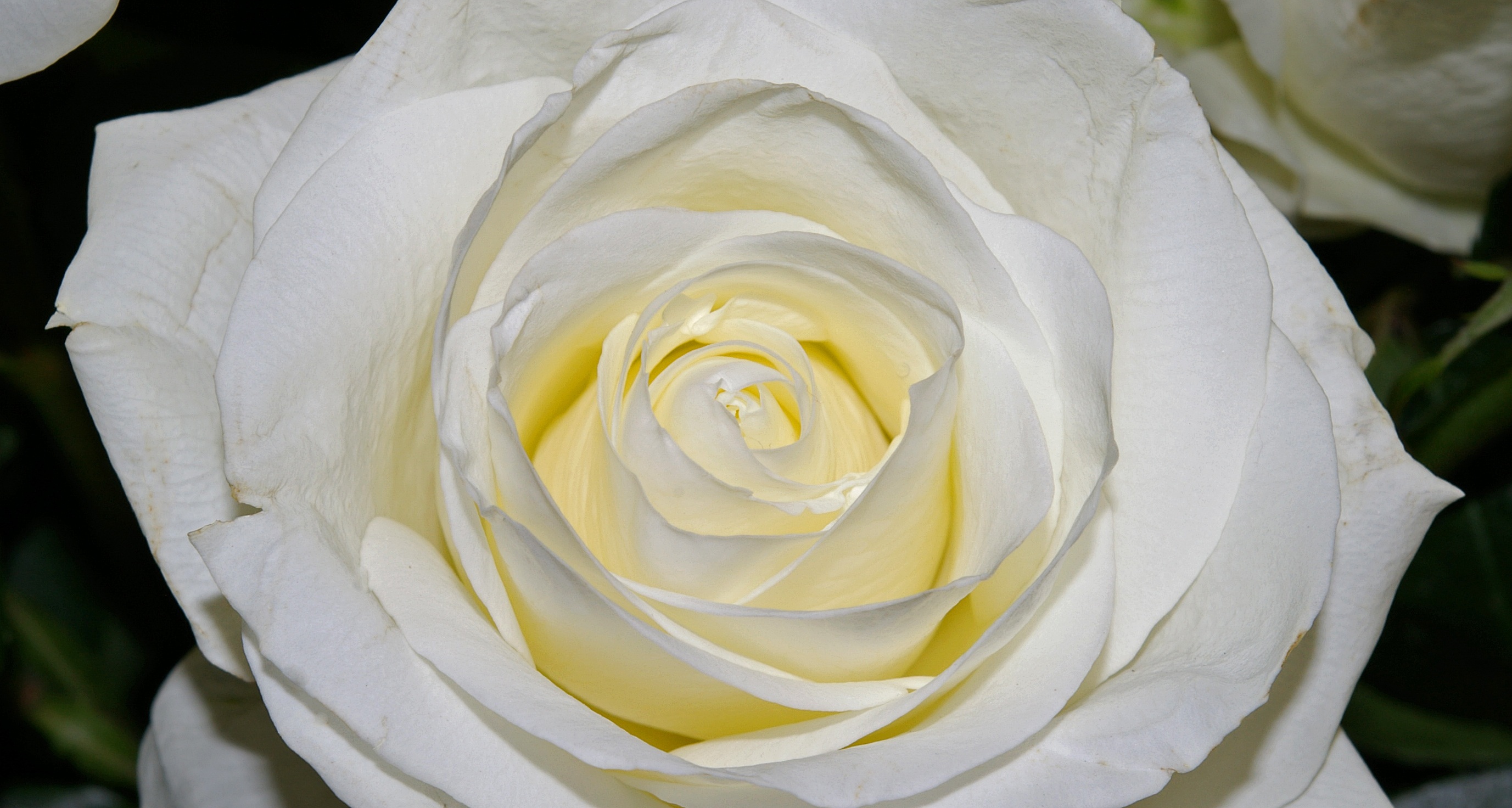 Laden Sie das Rose, Makro, Nahaufnahme, Blütenblätter-Bild kostenlos auf Ihren PC-Desktop herunter