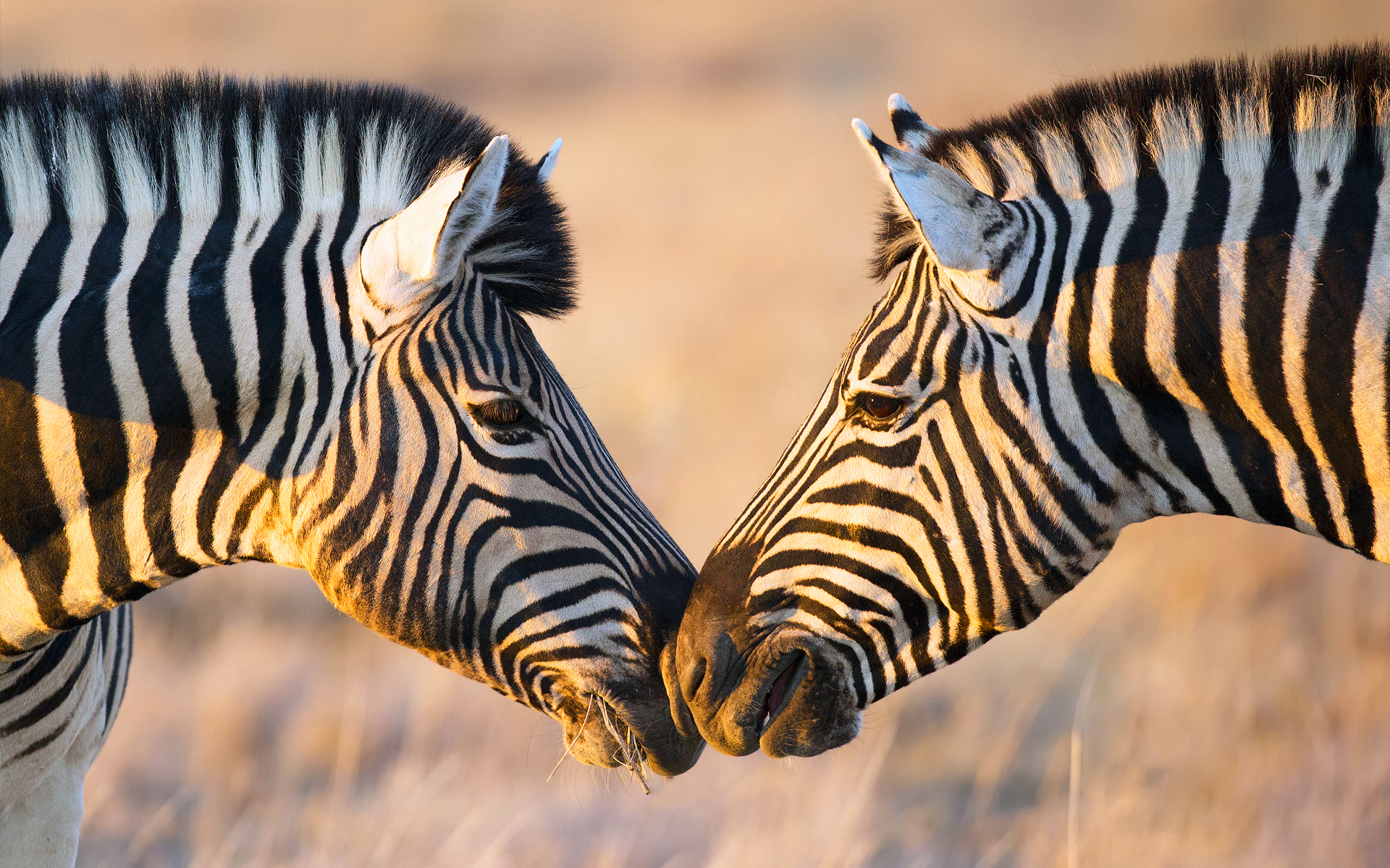 Животные Африки Зебра