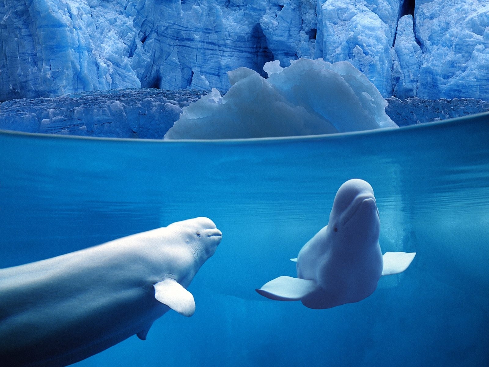 Скачать обои бесплатно Снег, Животные, Вода, Зима, Море, Дельфины картинка на рабочий стол ПК