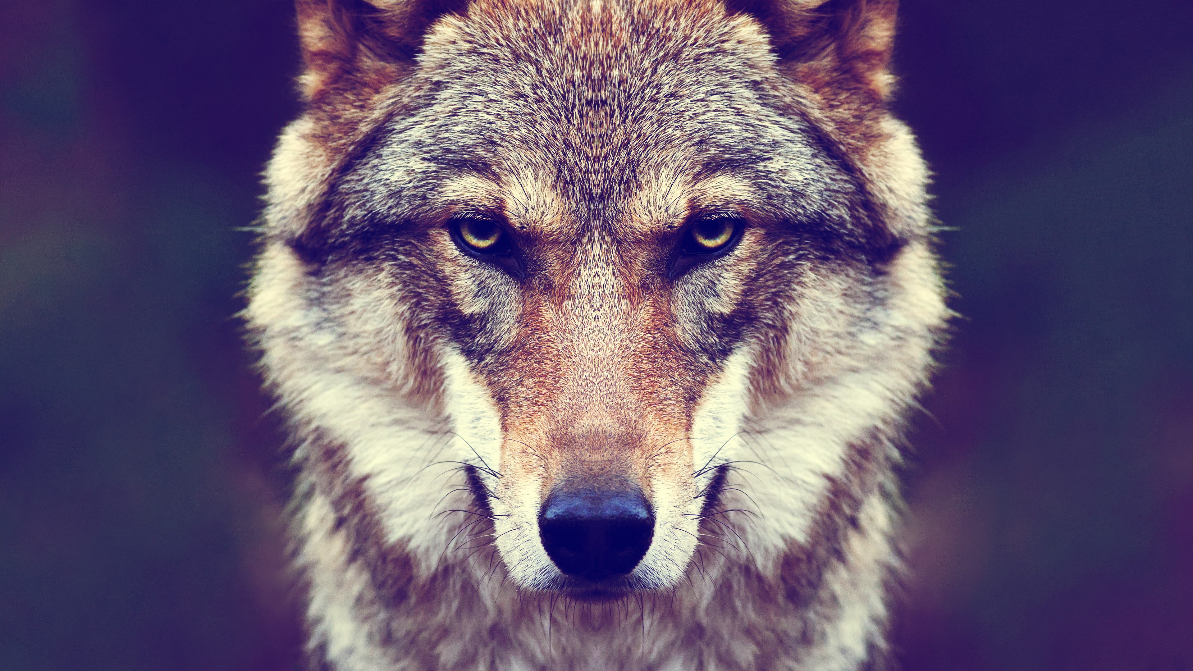 wolf, face, stare, muzzle, wolves, animal cell phone wallpapers