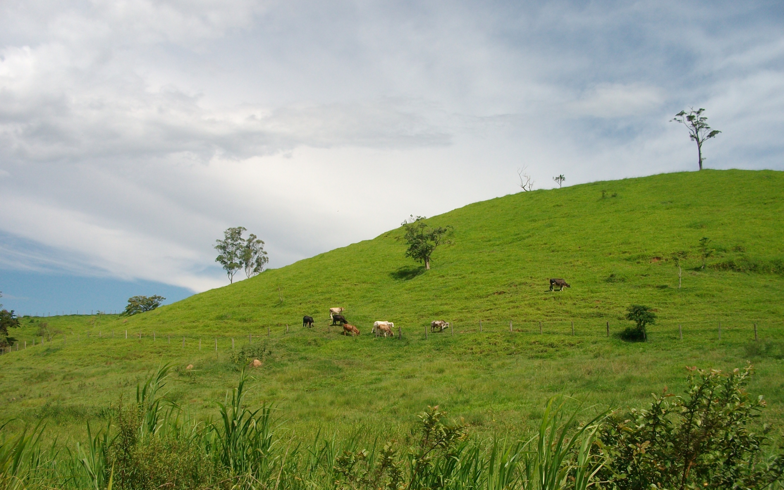 vertical wallpaper cows, landscape, fields