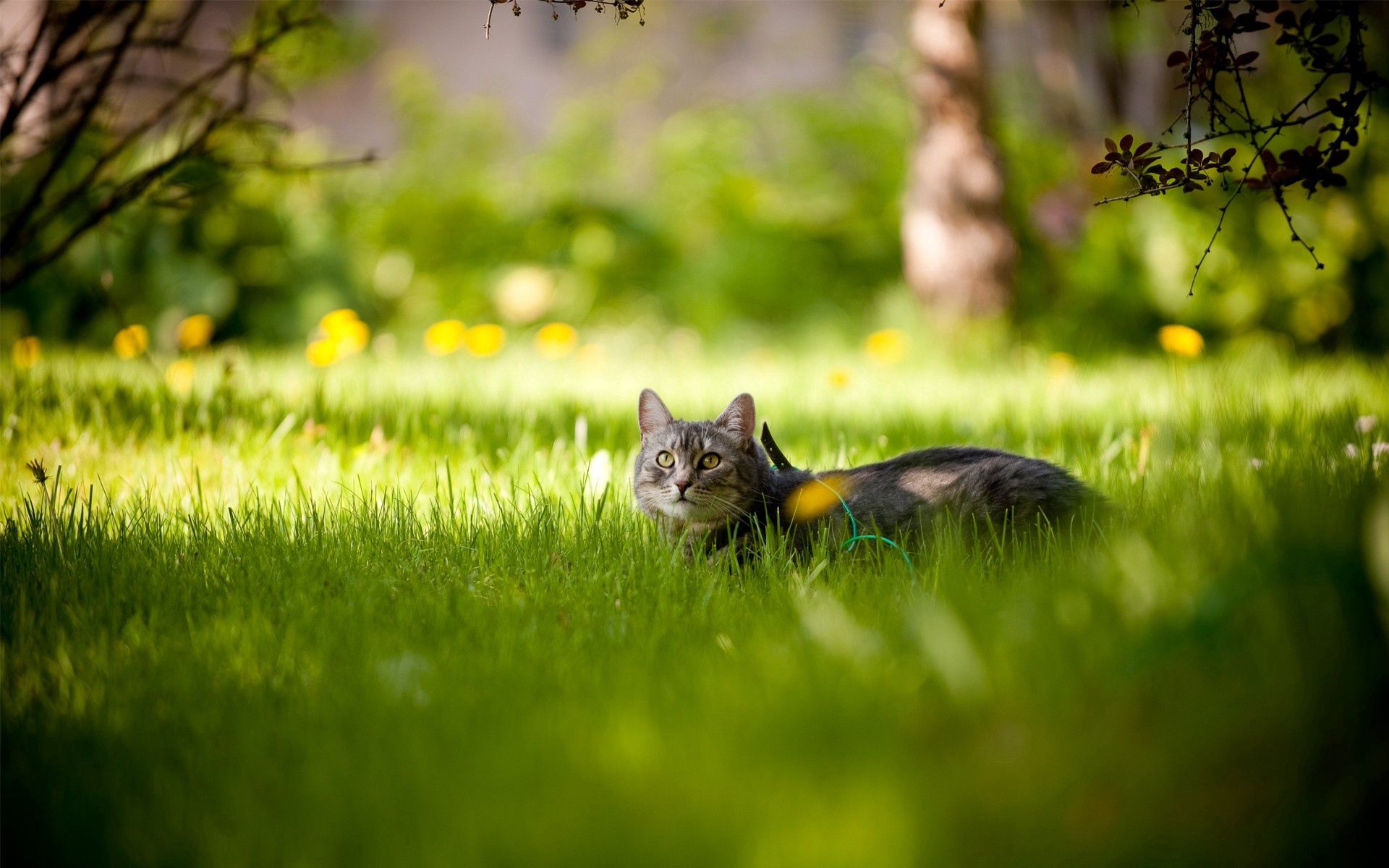 Download mobile wallpaper Grass Cat, Lie, To Lie Down, Summer, Animals for free.