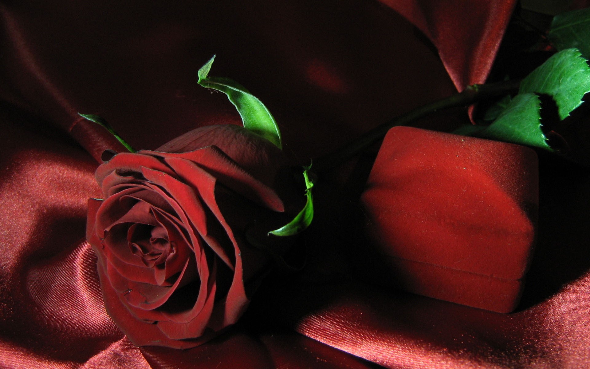 Бордовые розы на черном фоне