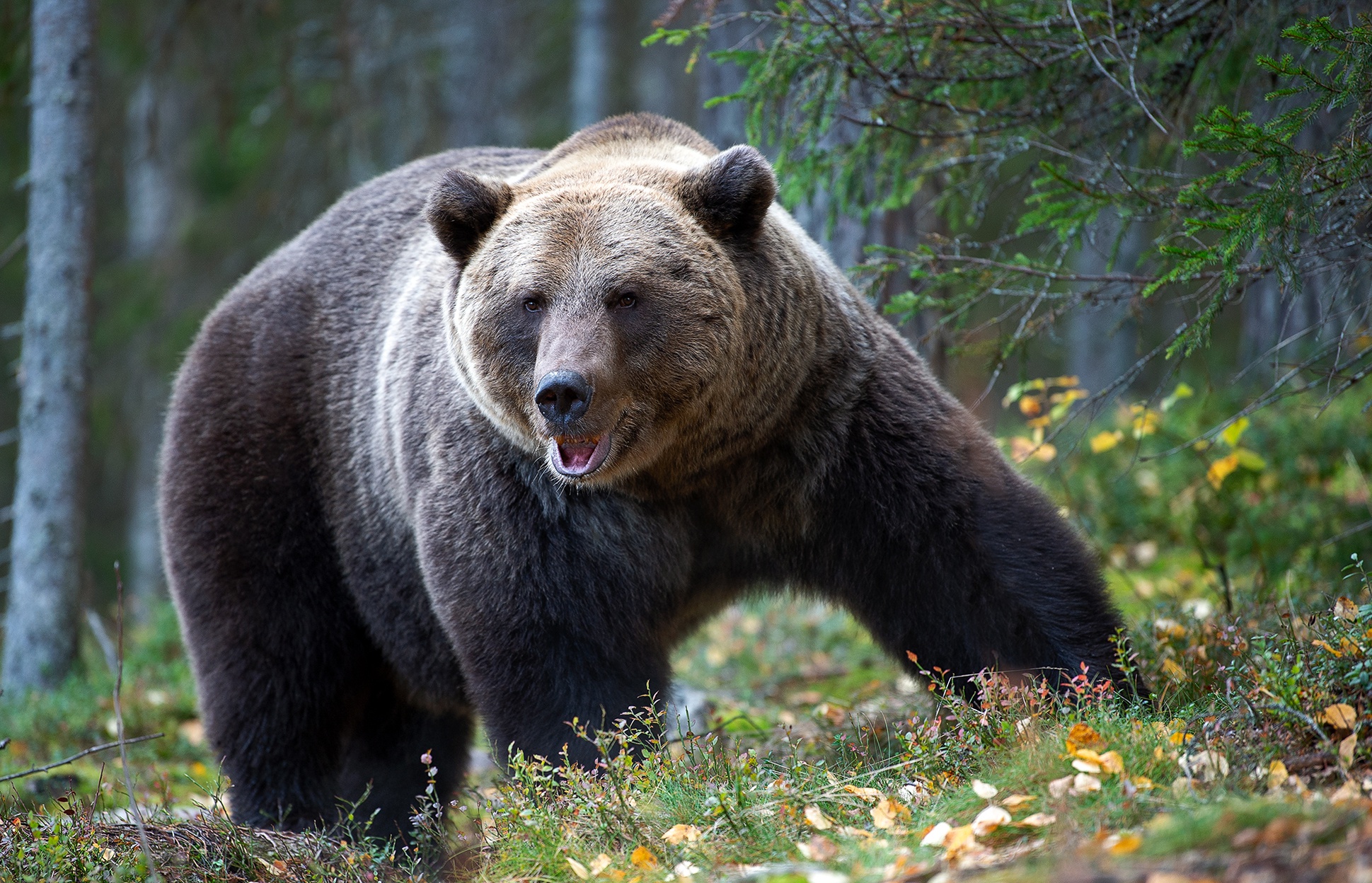 Бурый медведь в Приморском крае