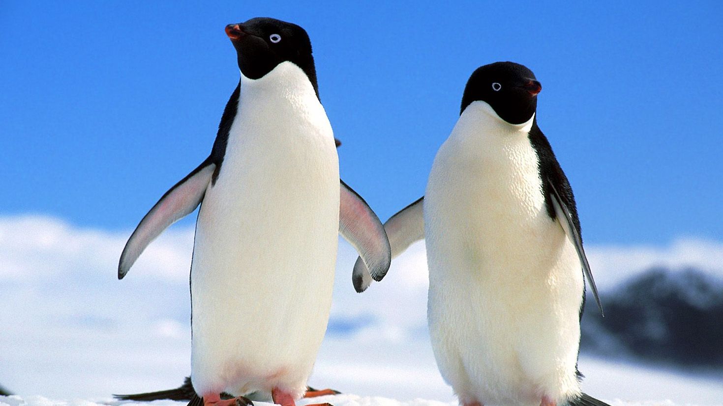 Пингвины моей мамы 4