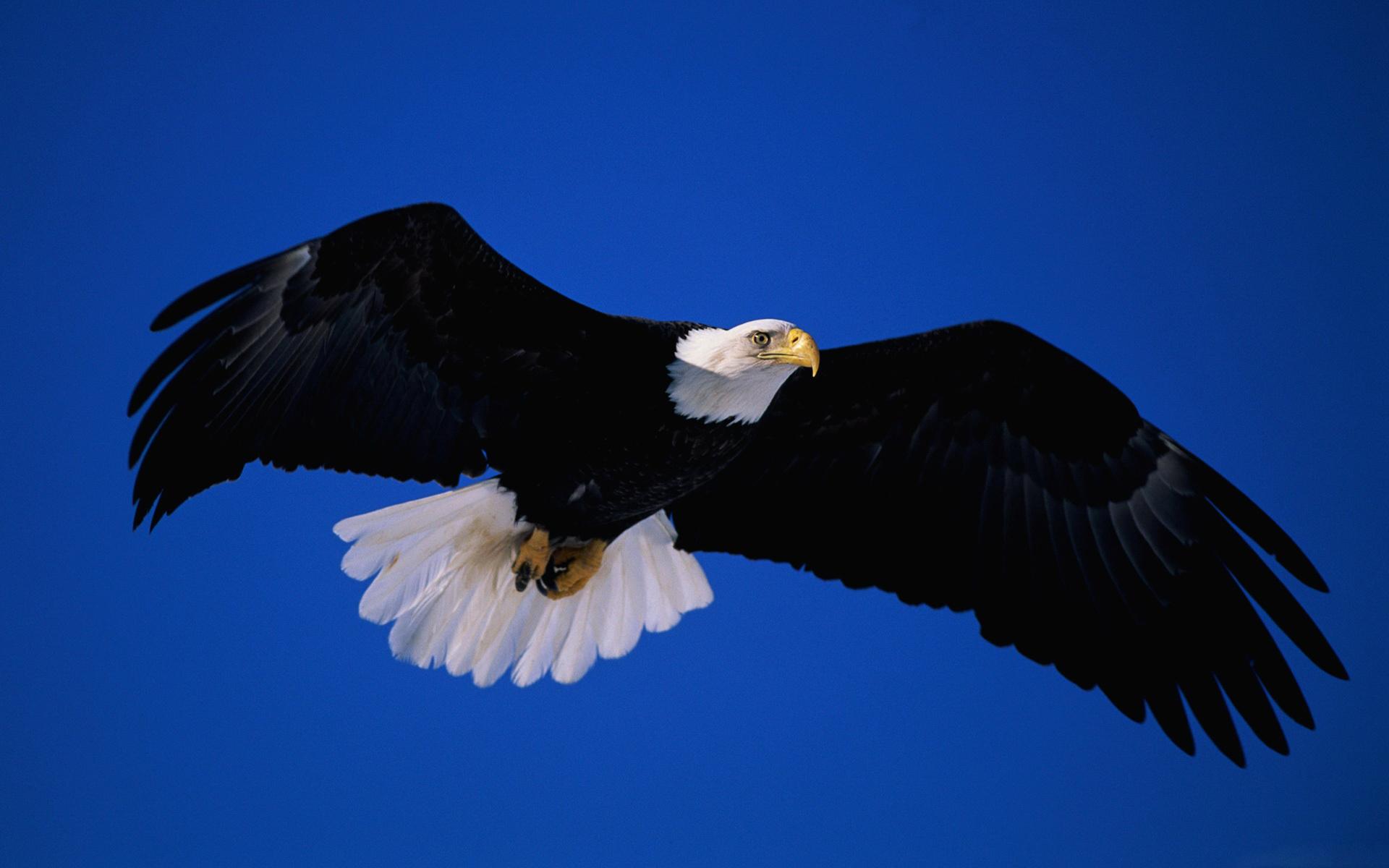 Download mobile wallpaper Birds, Animal, Bald Eagle for free.