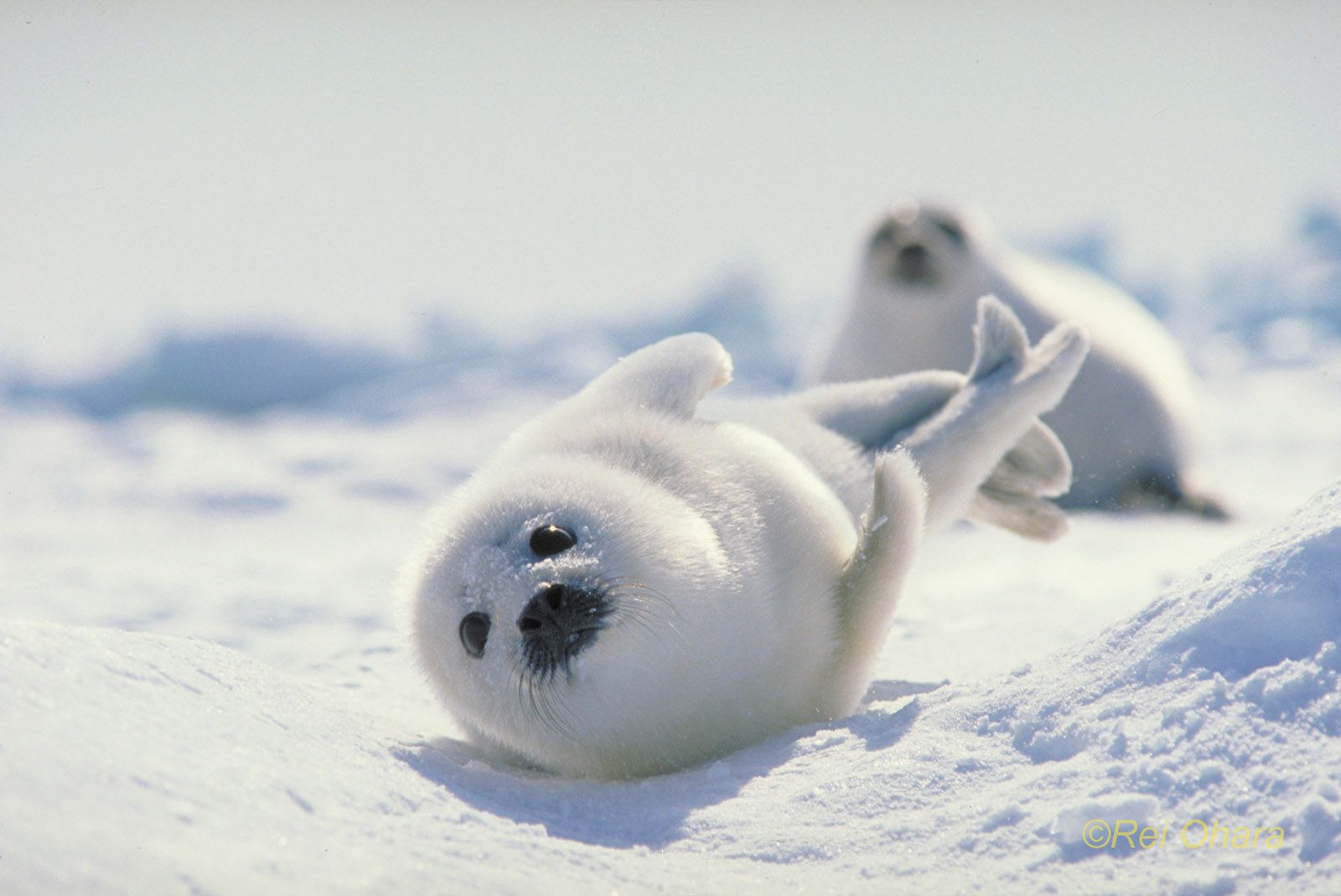 seals, animal, seal, harp seal