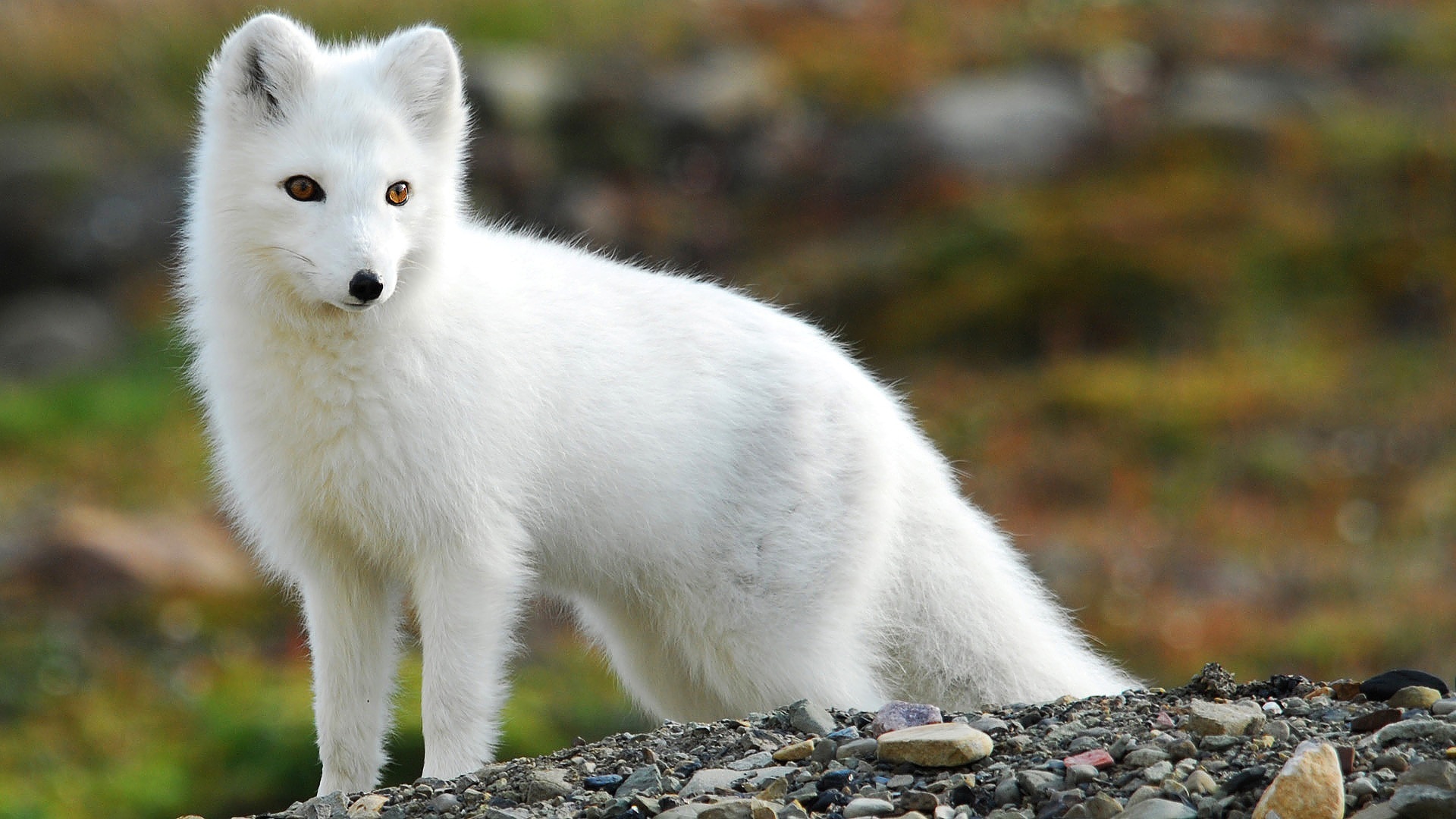 arctic fox, animal, dogs HD wallpaper
