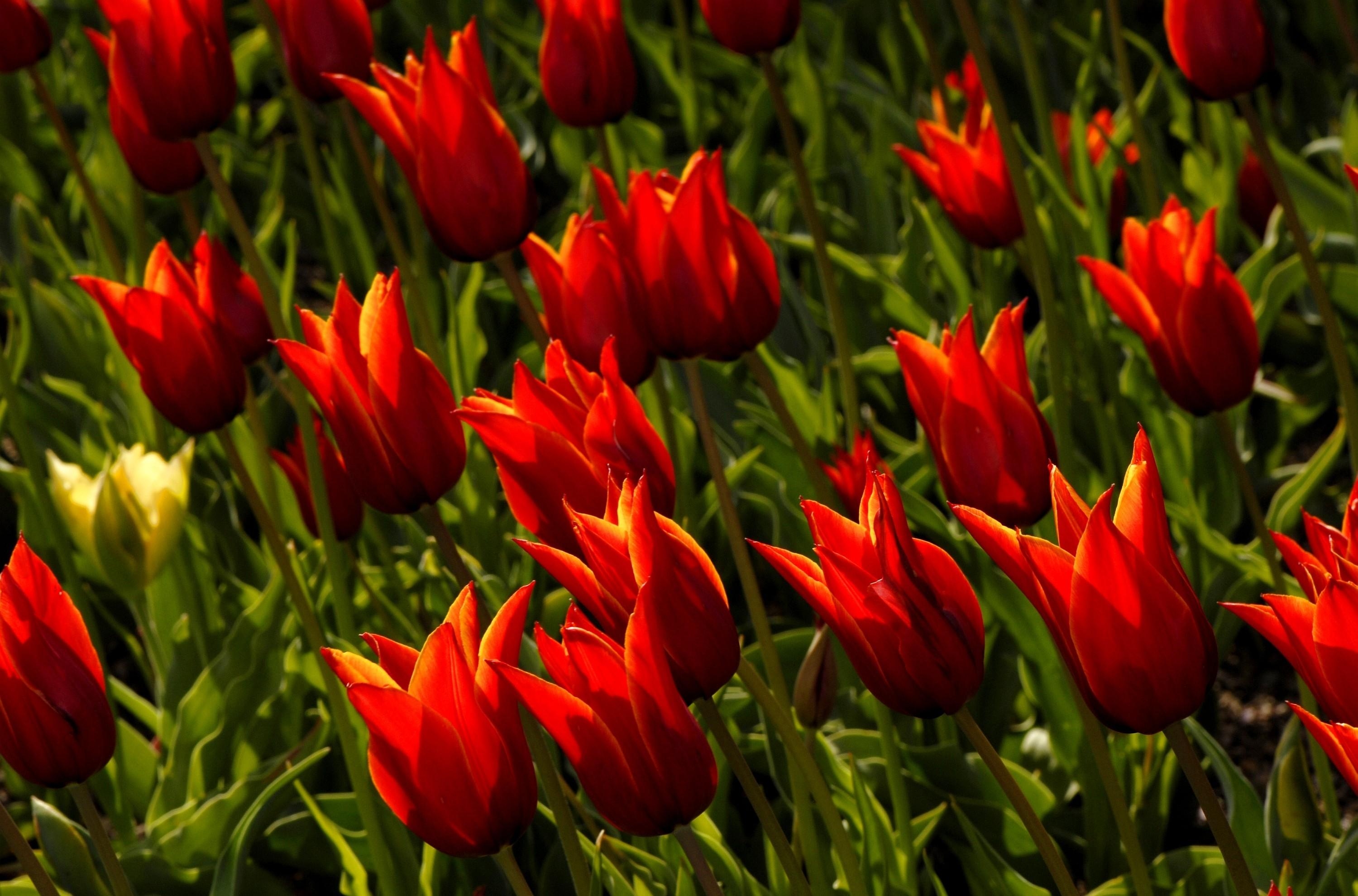 128716 descargar imagen flores, tulipanes, cama de flores, parterre, real: fondos de pantalla y protectores de pantalla gratis