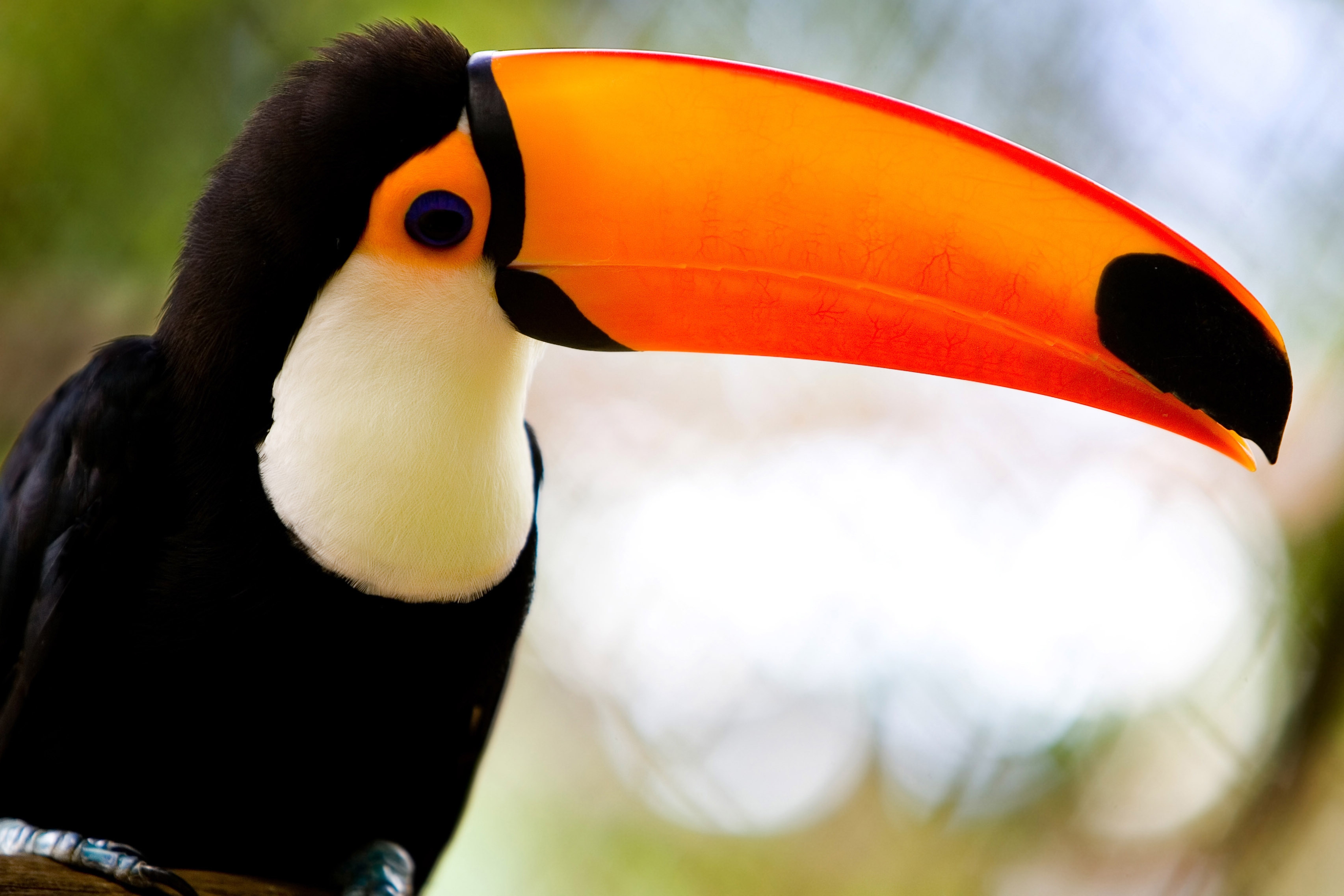 Laden Sie das Tukan, Sitzen, Schnabel, Tiere, Vogel-Bild kostenlos auf Ihren PC-Desktop herunter