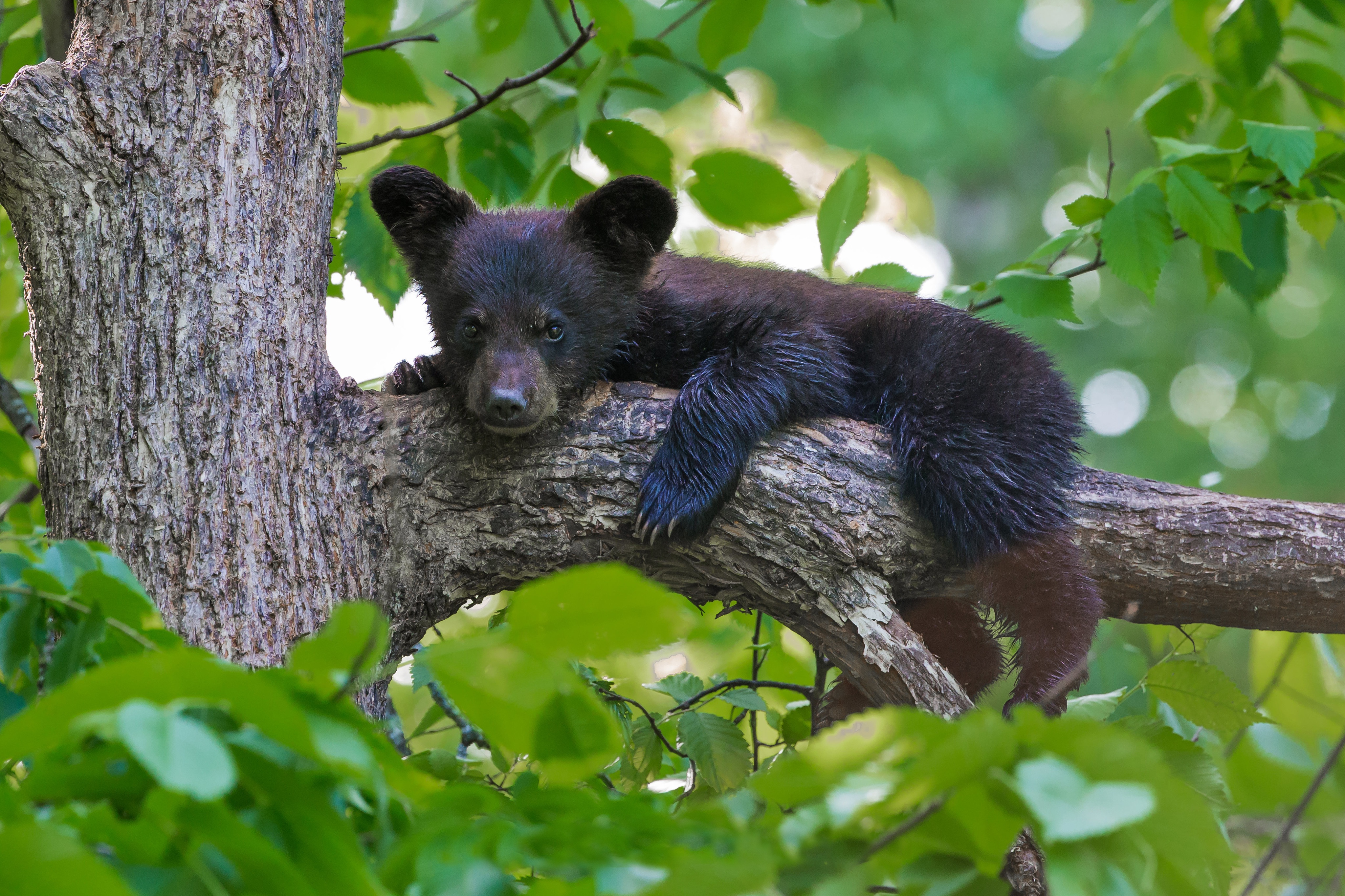 animal, bear, baby animal, cub, trunk, bears download HD wallpaper