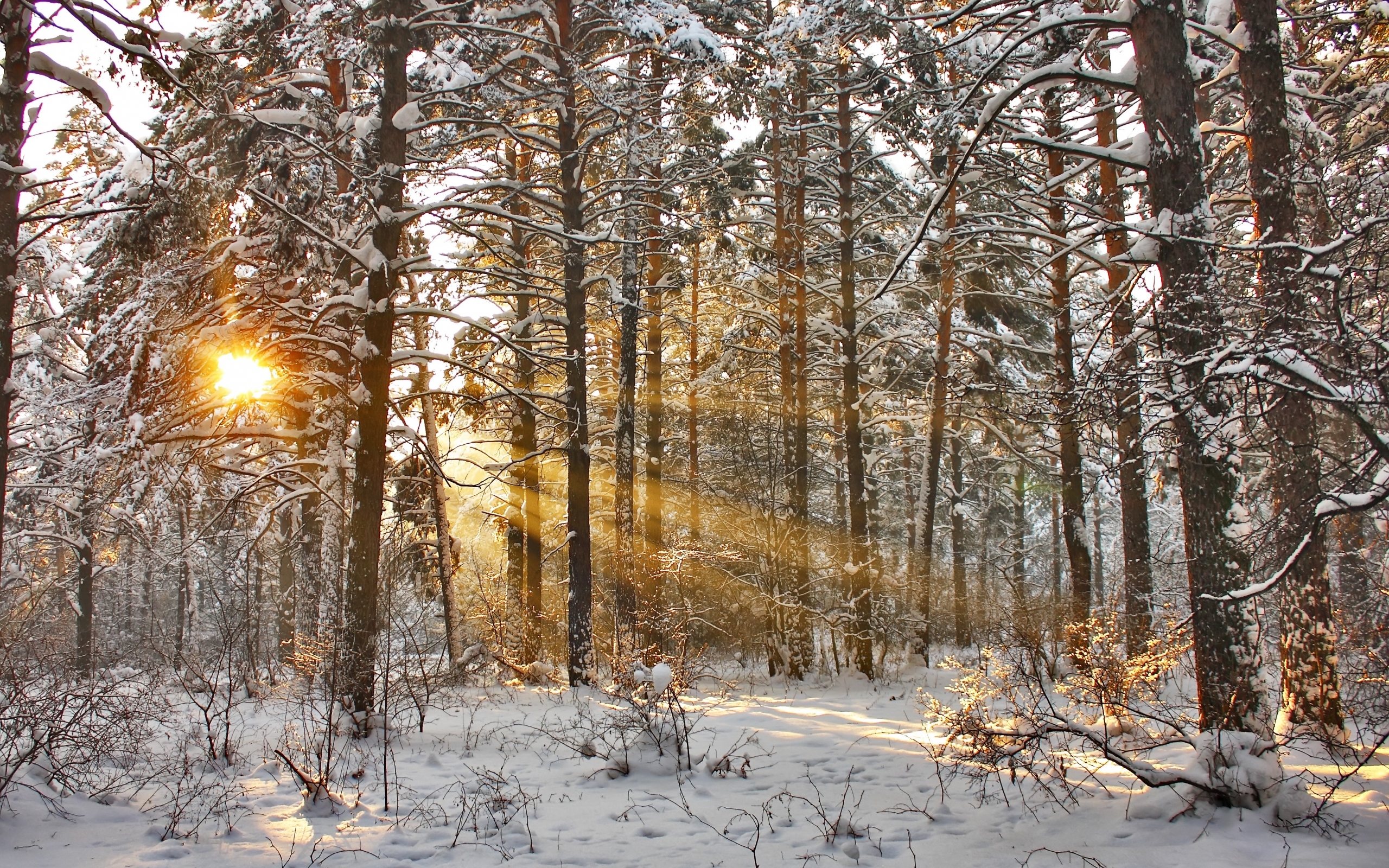 Download mobile wallpaper Winter, Snow, Trees, Landscape, Sun for free.
