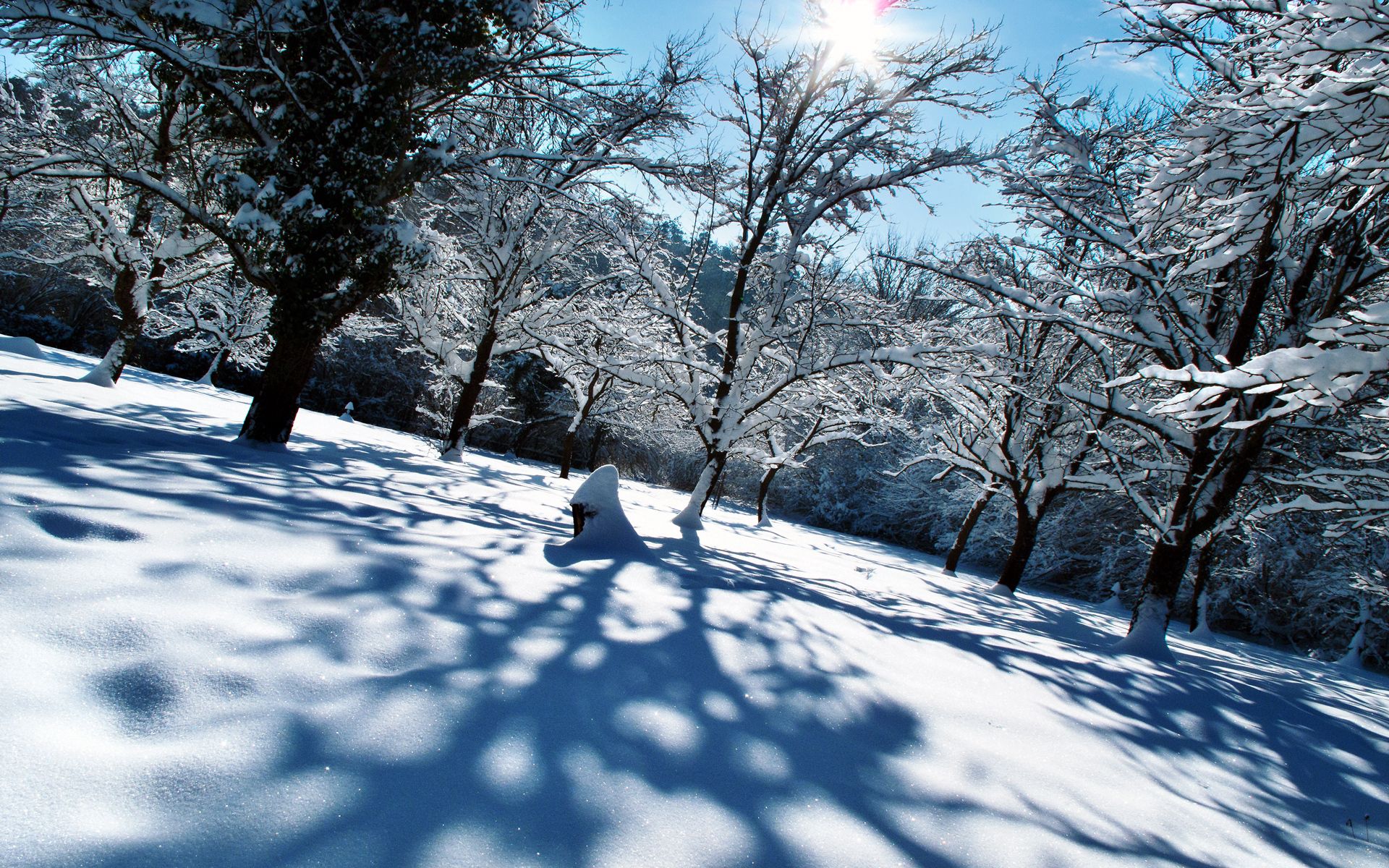 winter, nature, trees, snow, shine, light, shadows, cover