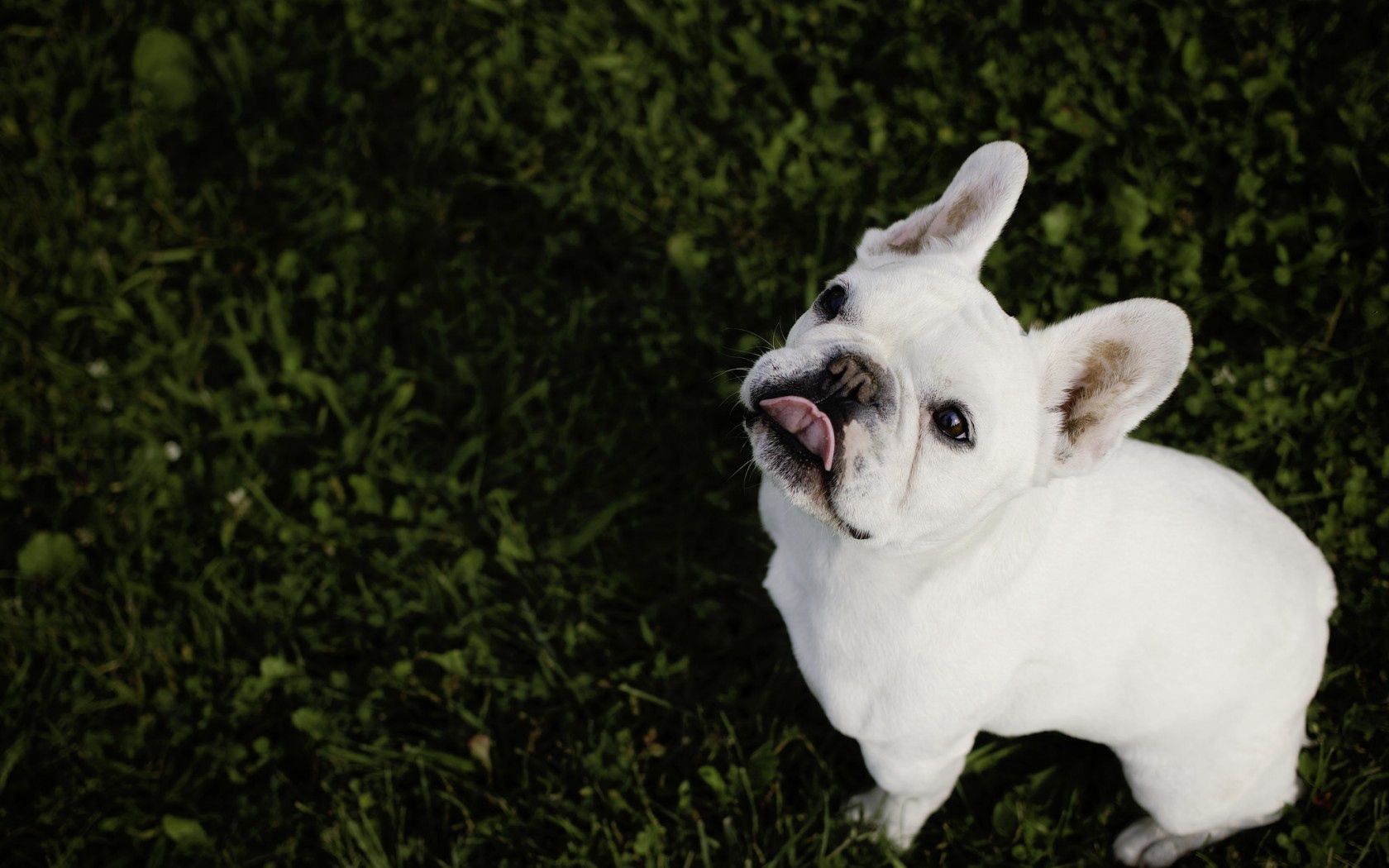 Laden Sie das Grass, Bulldogge, Bulldog, Französische Bulldogge, Tiere-Bild kostenlos auf Ihren PC-Desktop herunter