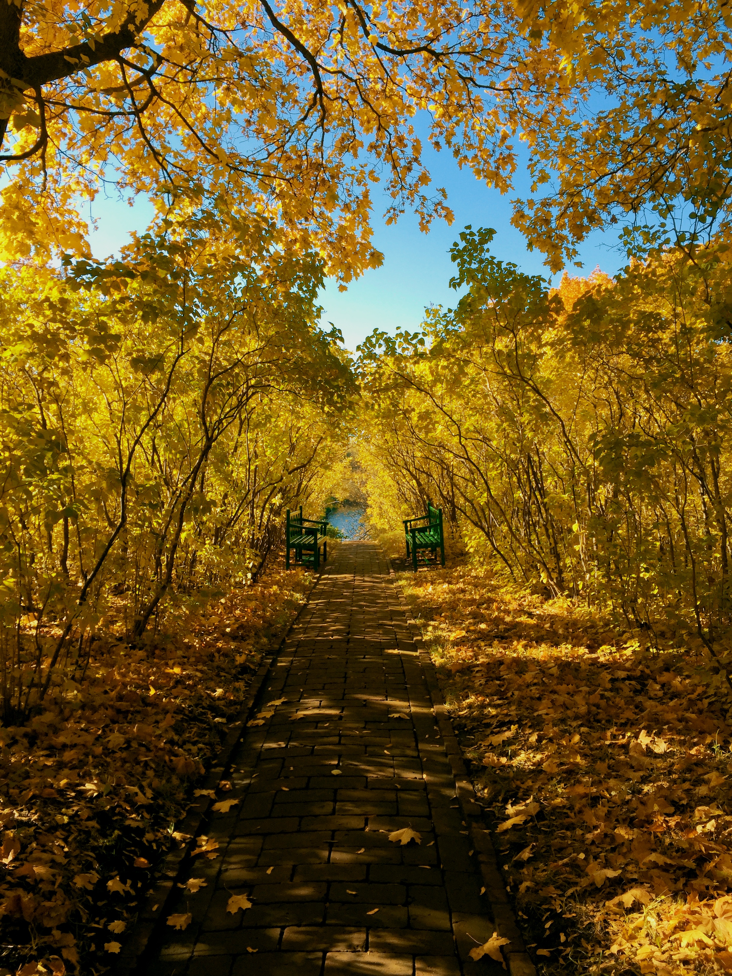 autumn, benches, landscape, nature, park, foliage QHD