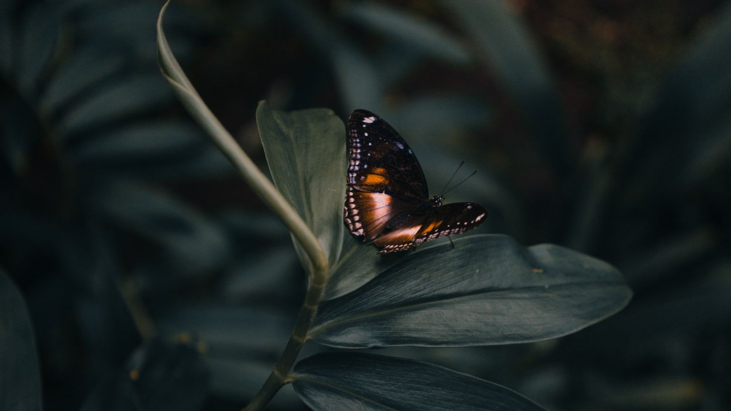 Сохранение темных бабочек в результате. Бабочки на черном фоне. Бабочка на темном фоне. Бабочки Эстетика. Картинки на рабочий стол бабочки.