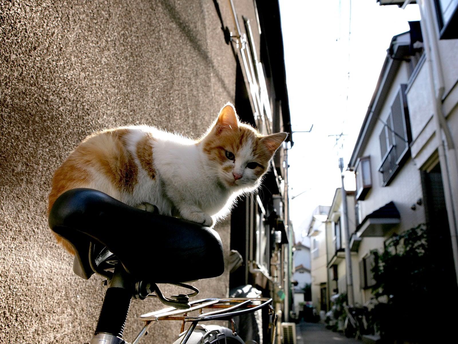 Free download wallpaper Animals, Kitty, Kitten, Bicycle, Cat on your PC desktop
