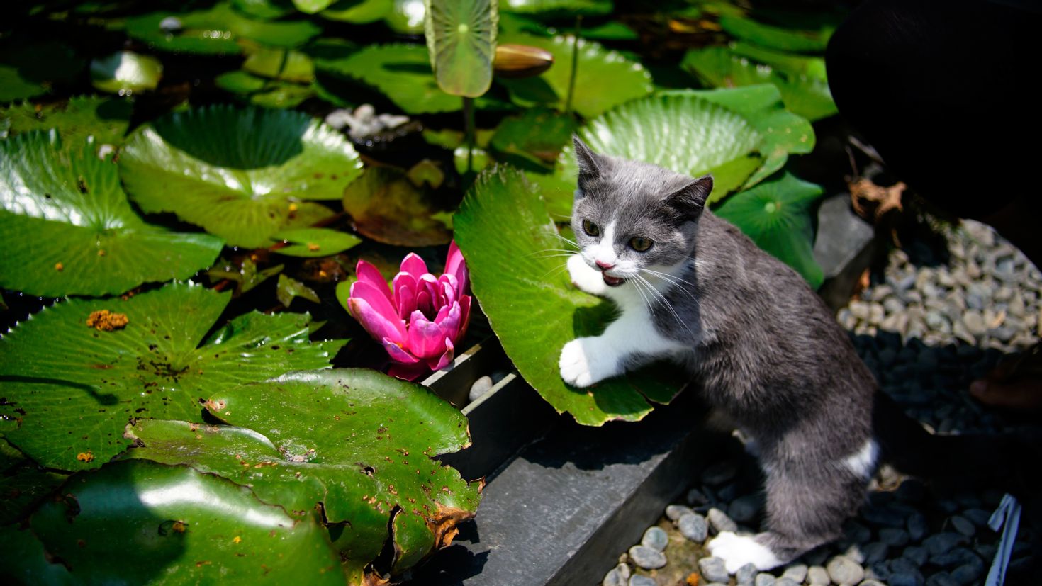 Водяная кошка фото