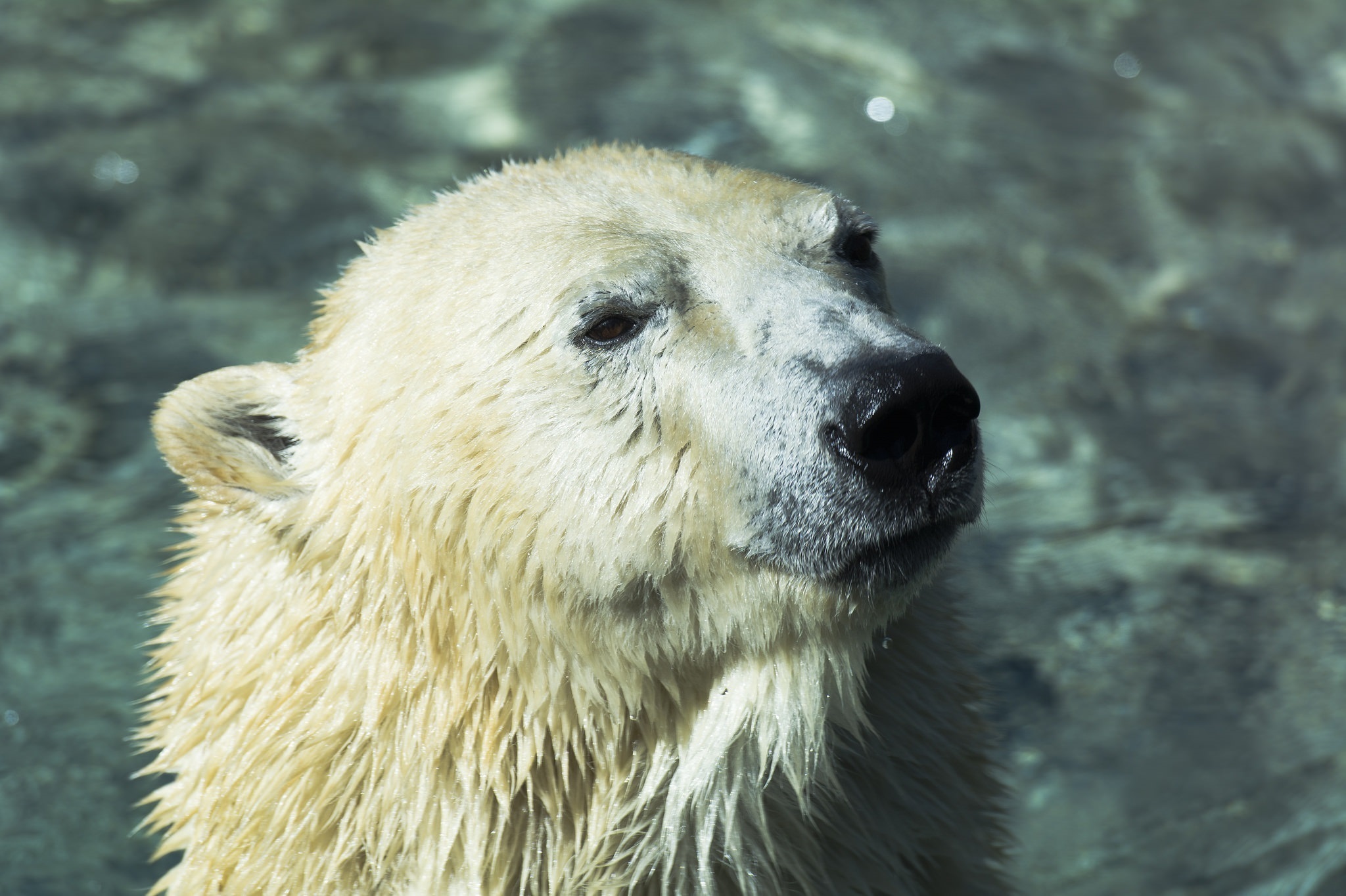 402425 télécharger l'image animaux, ours polair, ours polaire, ours - fonds d'écran et économiseurs d'écran gratuits