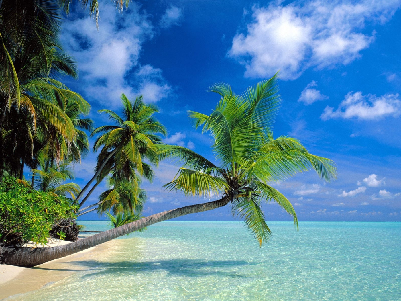 Handy-Wallpaper Landschaft, Sea, Palms kostenlos herunterladen.