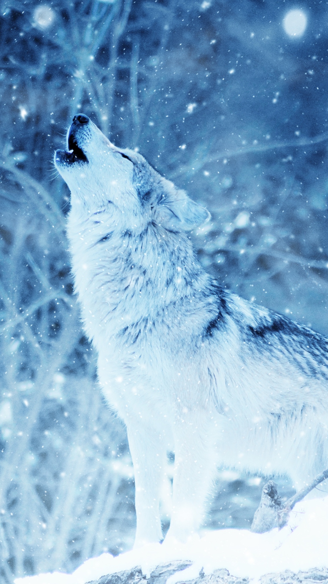 Mobile wallpaper snowfall, animal, wolf, howling, winter, wolves