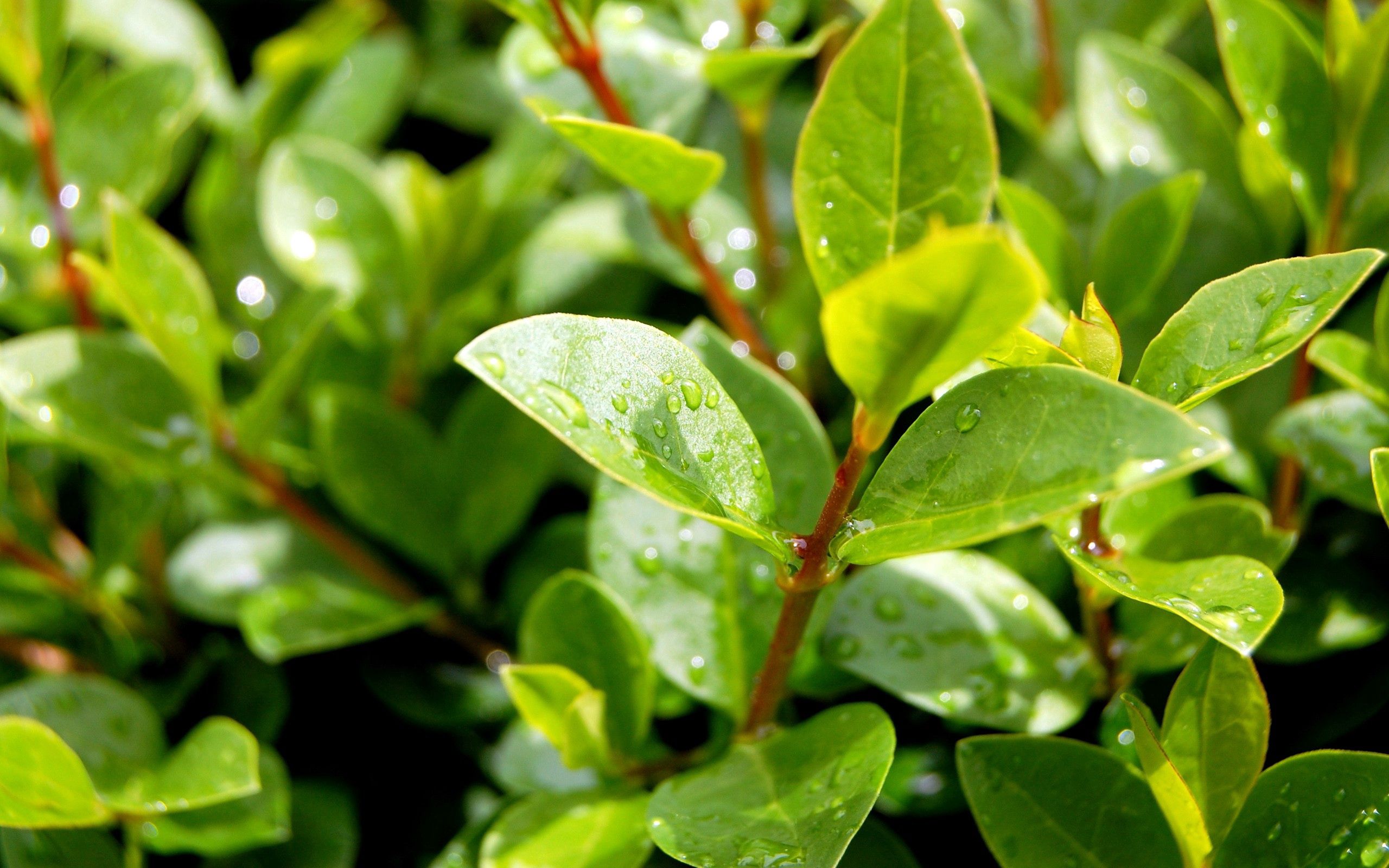Laden Sie das Blätter, Drops, Pflanze, Makro, Geäst, Zweige-Bild kostenlos auf Ihren PC-Desktop herunter