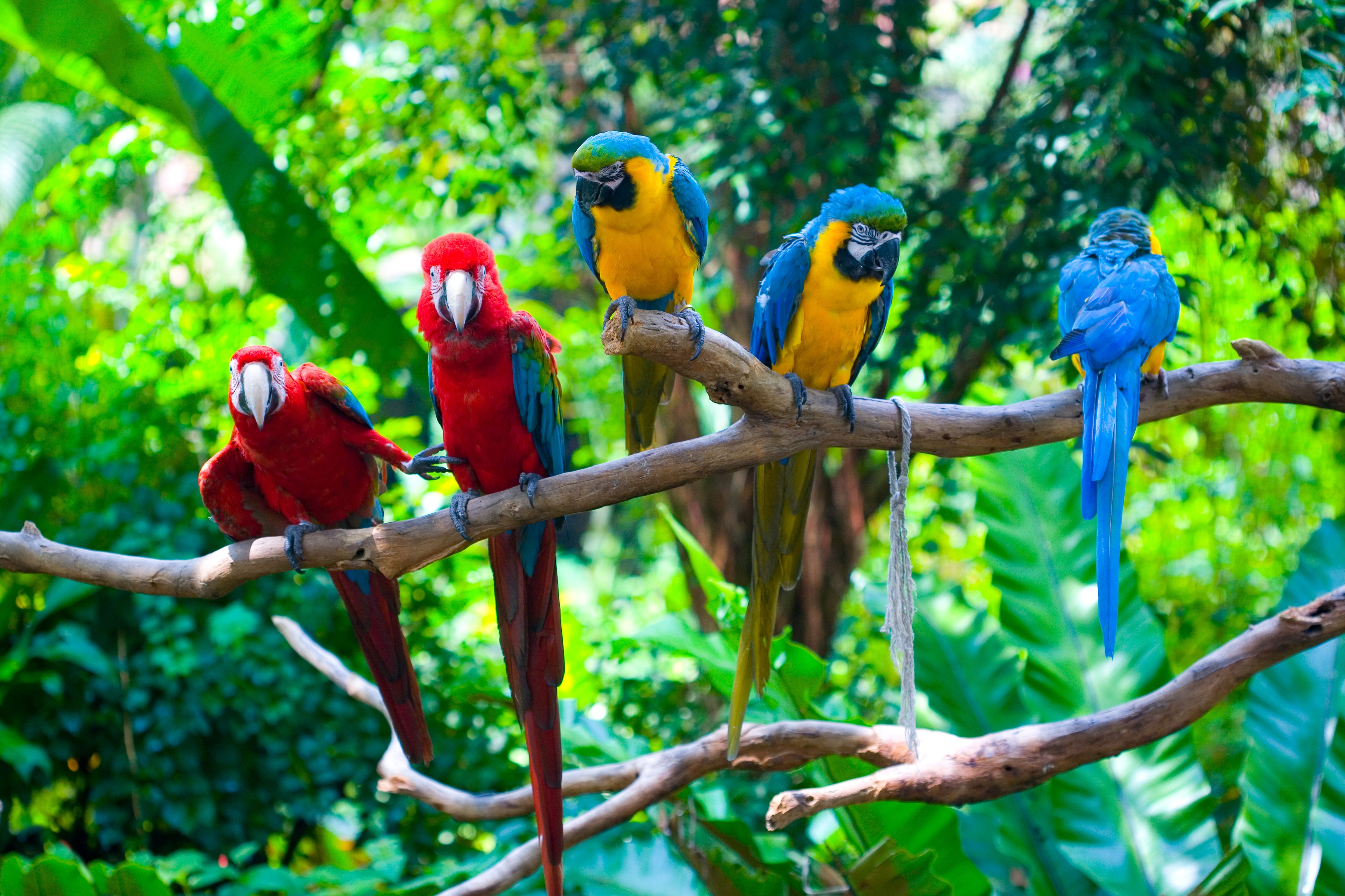 red and green macaw, bird, animal, macaw, blue and yellow macaw, parrot, birds