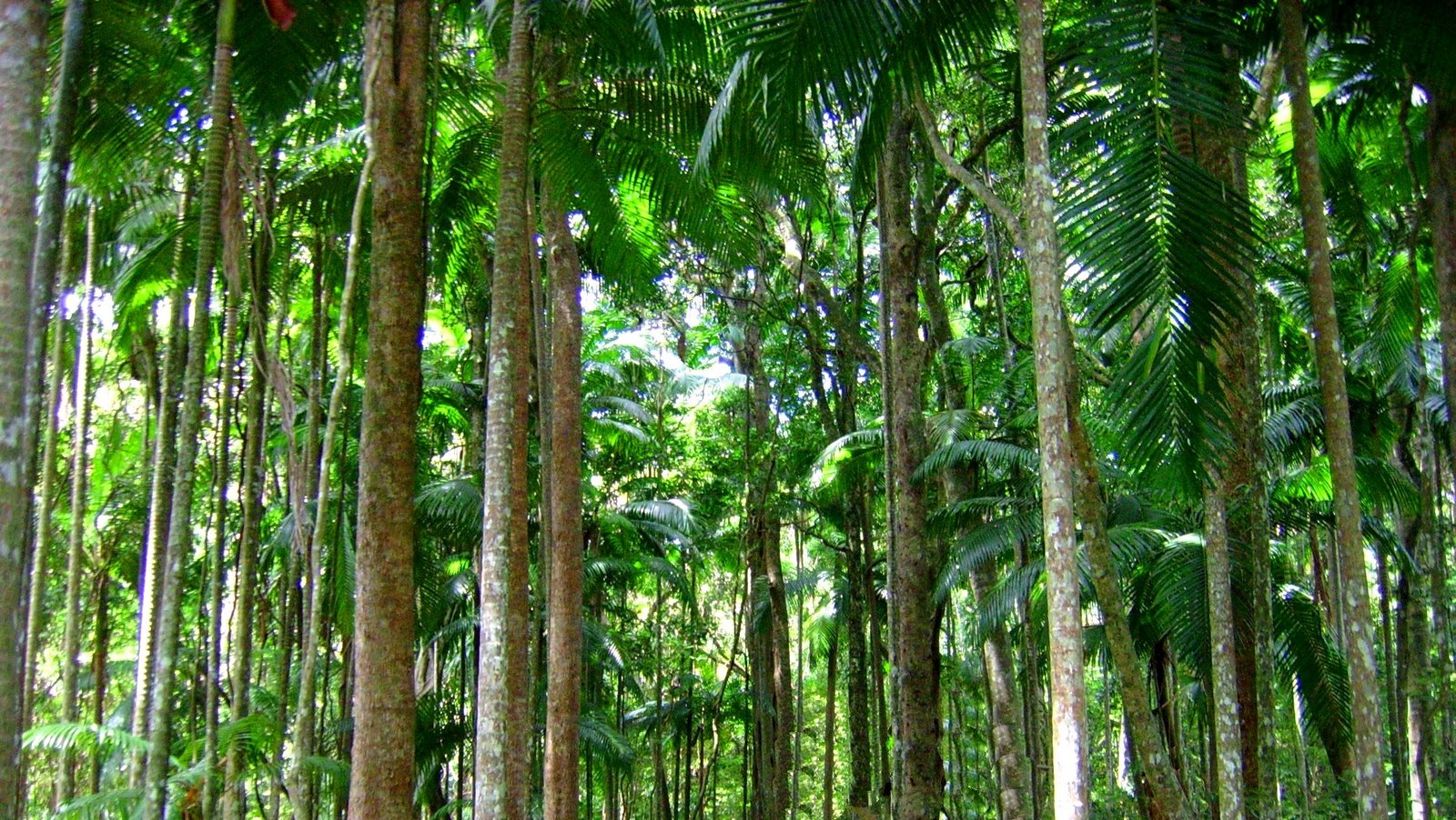 Пальмы тропических лесов Африки