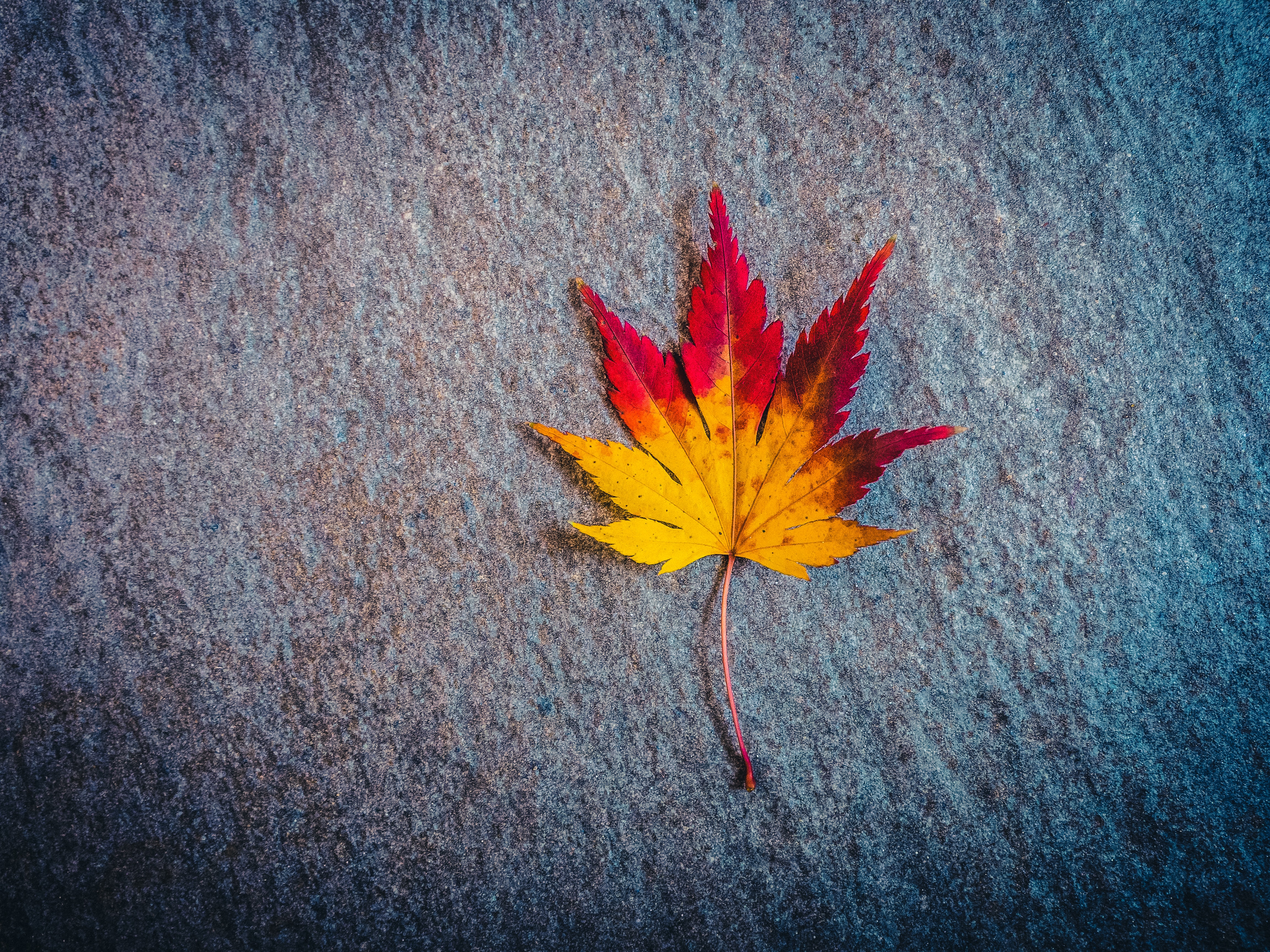 minimalism, leaf, autumn, miscellaneous, maple, miscellanea, sheet