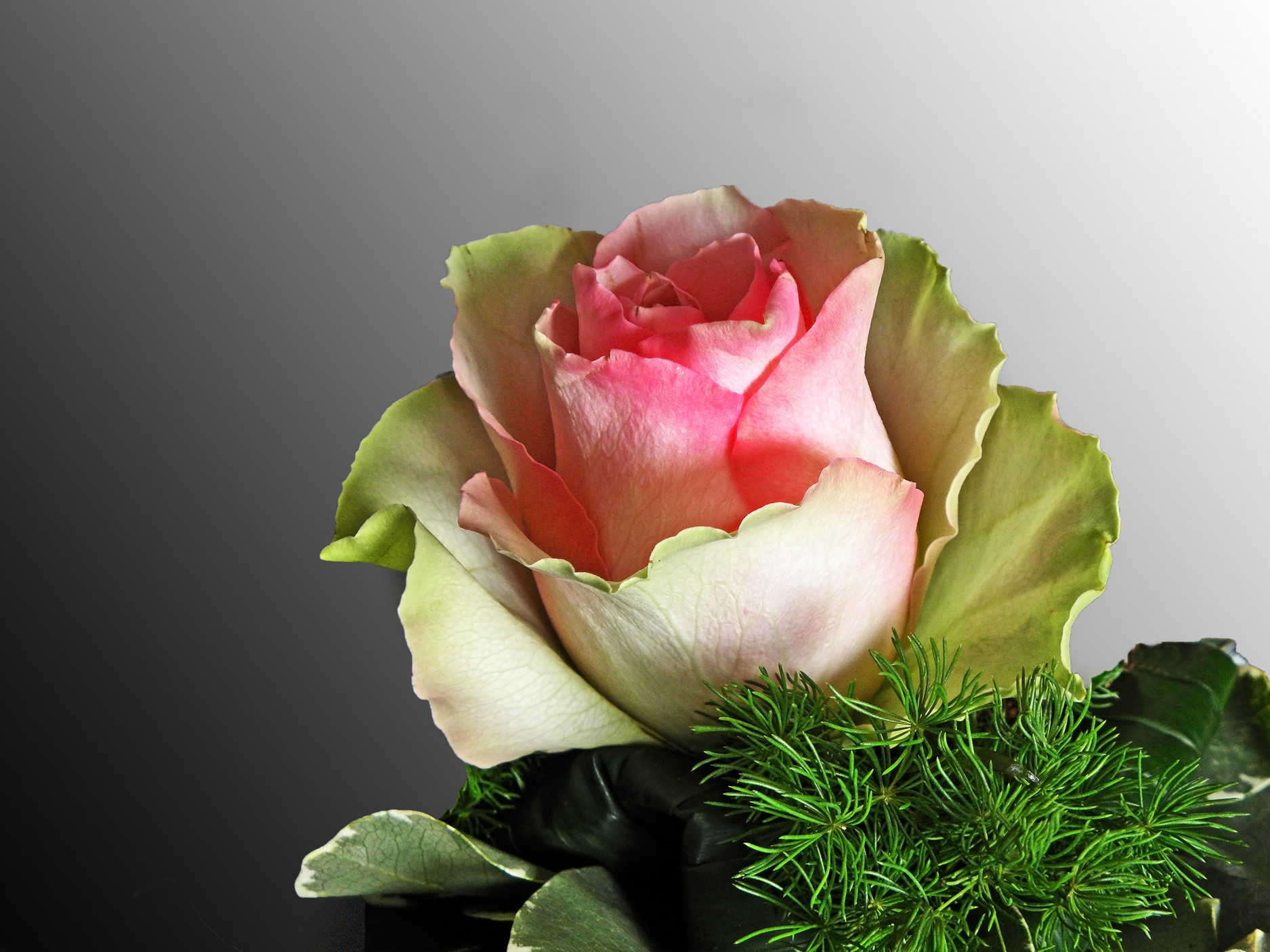 165484 Bildschirmschoner und Hintergrundbilder Blumen auf Ihrem Telefon. Laden Sie  Bilder kostenlos herunter