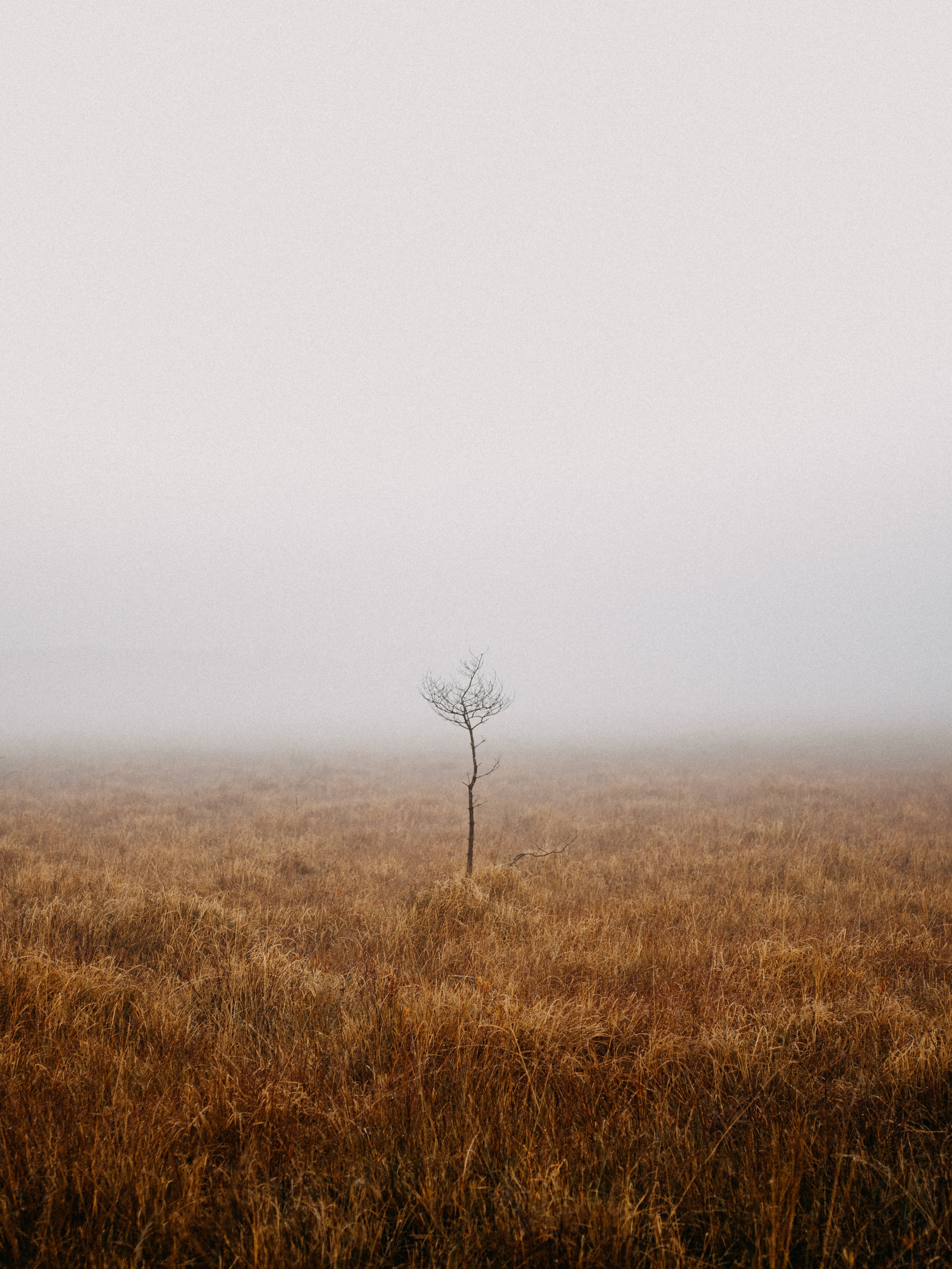 Download mobile wallpaper Fog, Field, Wood, Tree, Loneliness, Nature for free.