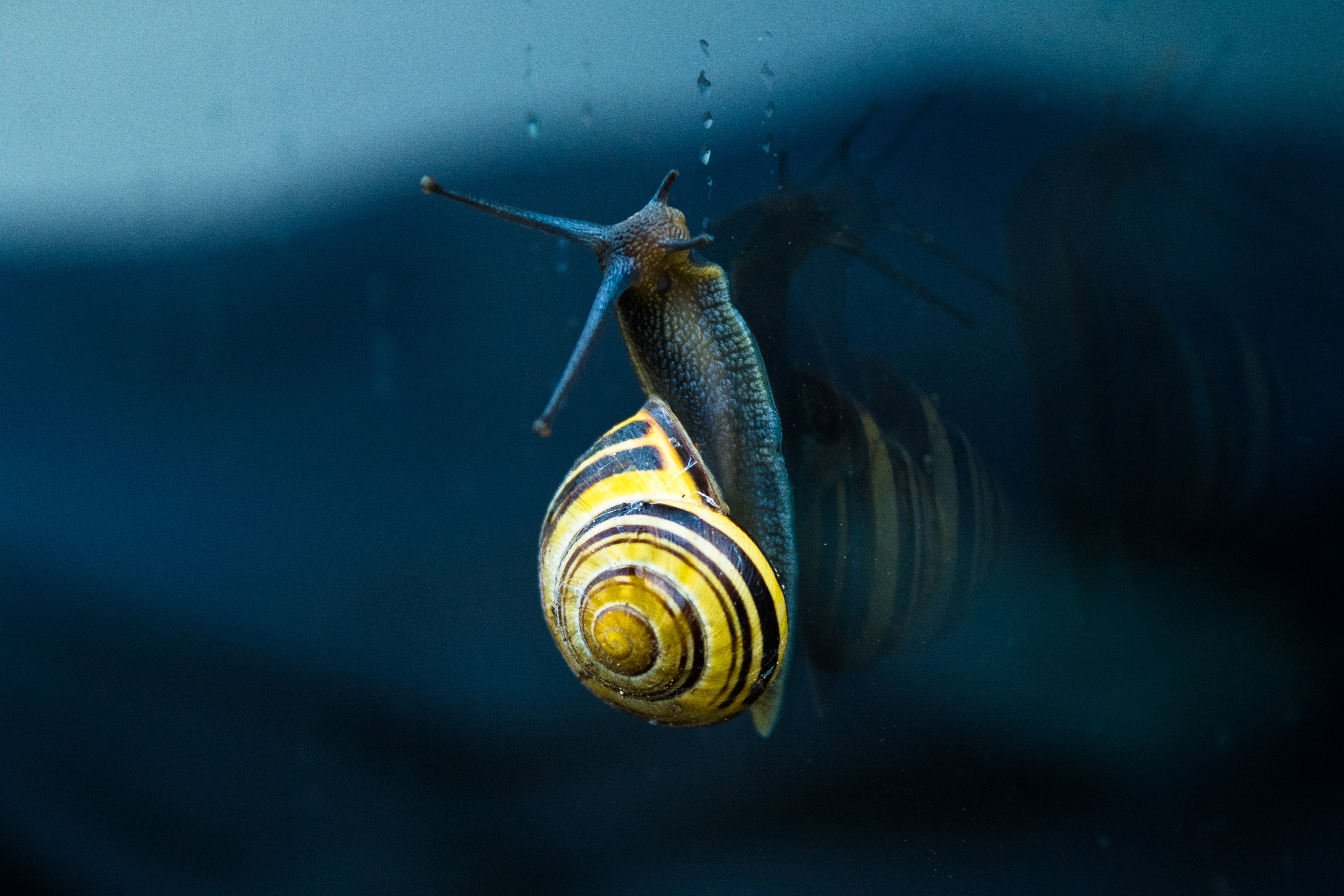 mollusc, macro, spiral, snail, sink, clam
