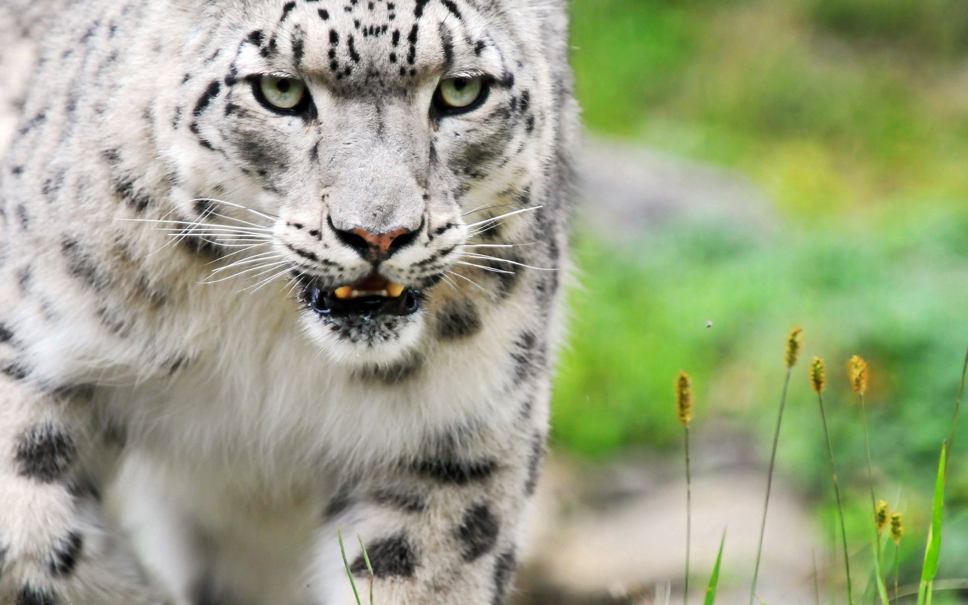 123246 baixar papel de parede animais, snow leopard, olhos, olho, predator, predador, gato grande, cor - protetores de tela e imagens gratuitamente