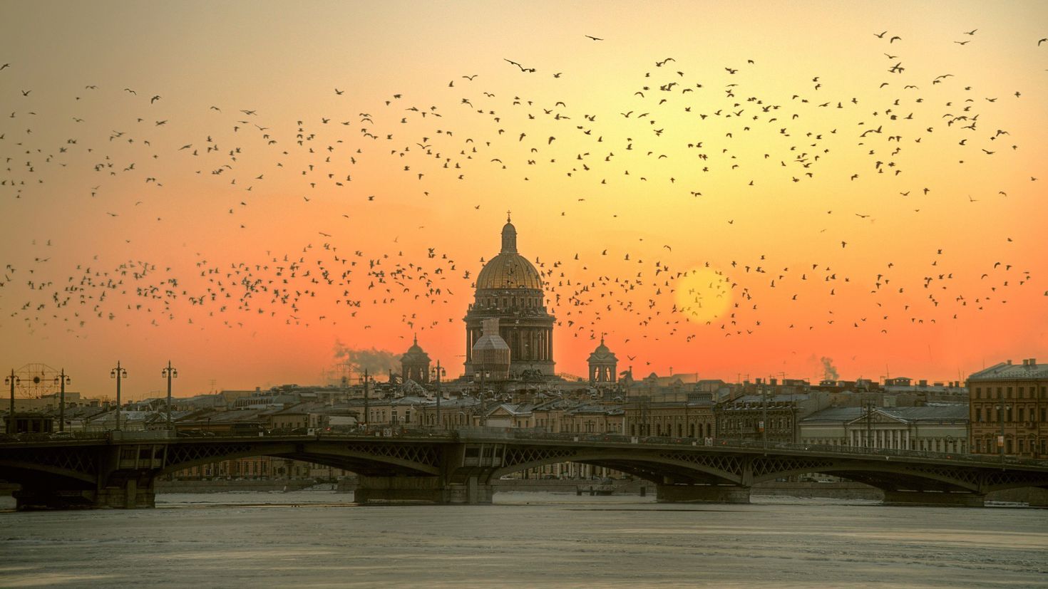 Давно не был в этом городе. Птицы над городом. Санкт-Петербург.