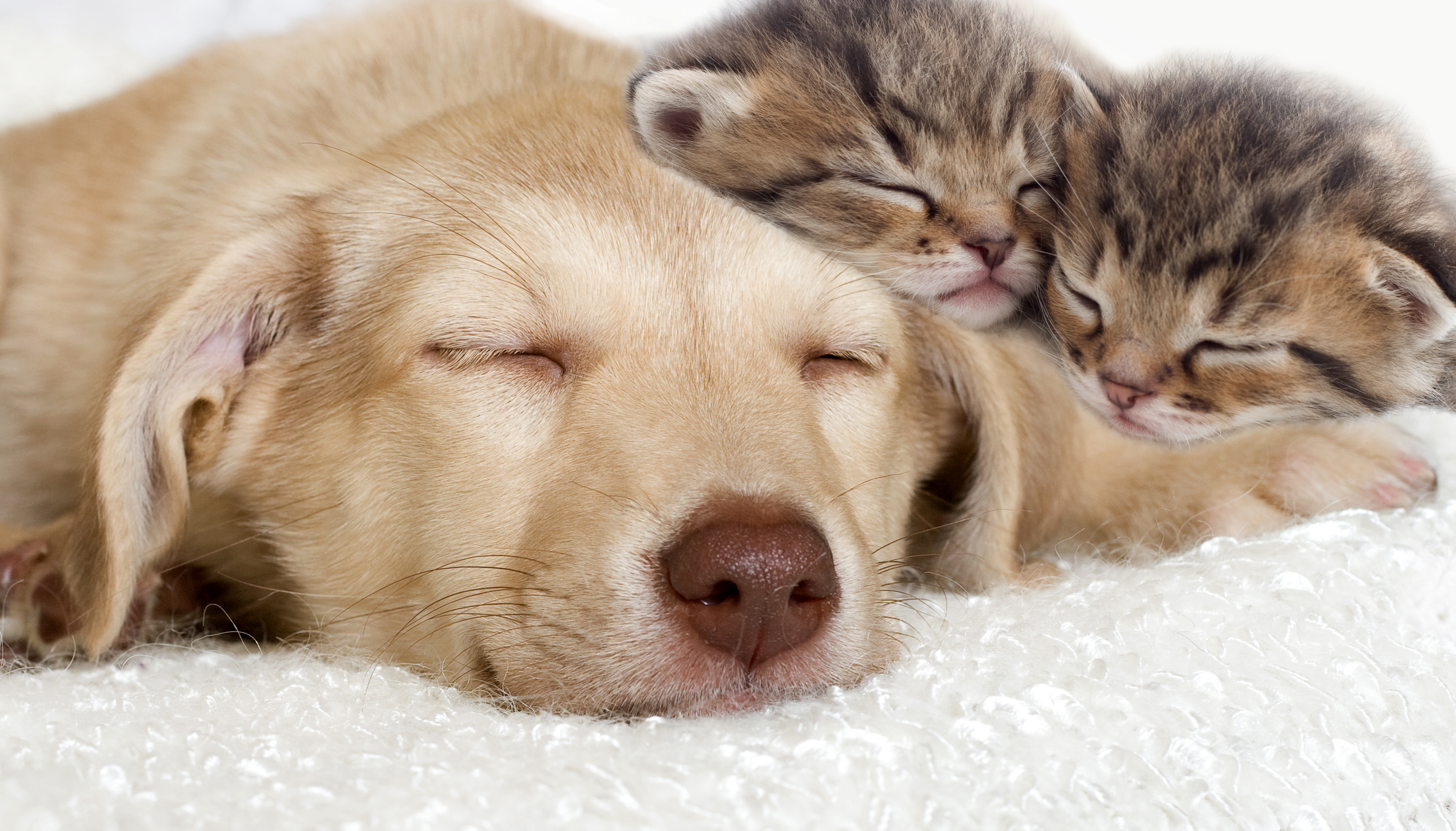 Animal dream. Кошки и собаки. Милые кошки и собаки. Спящие щенки и котята. Милые котята и щенки.