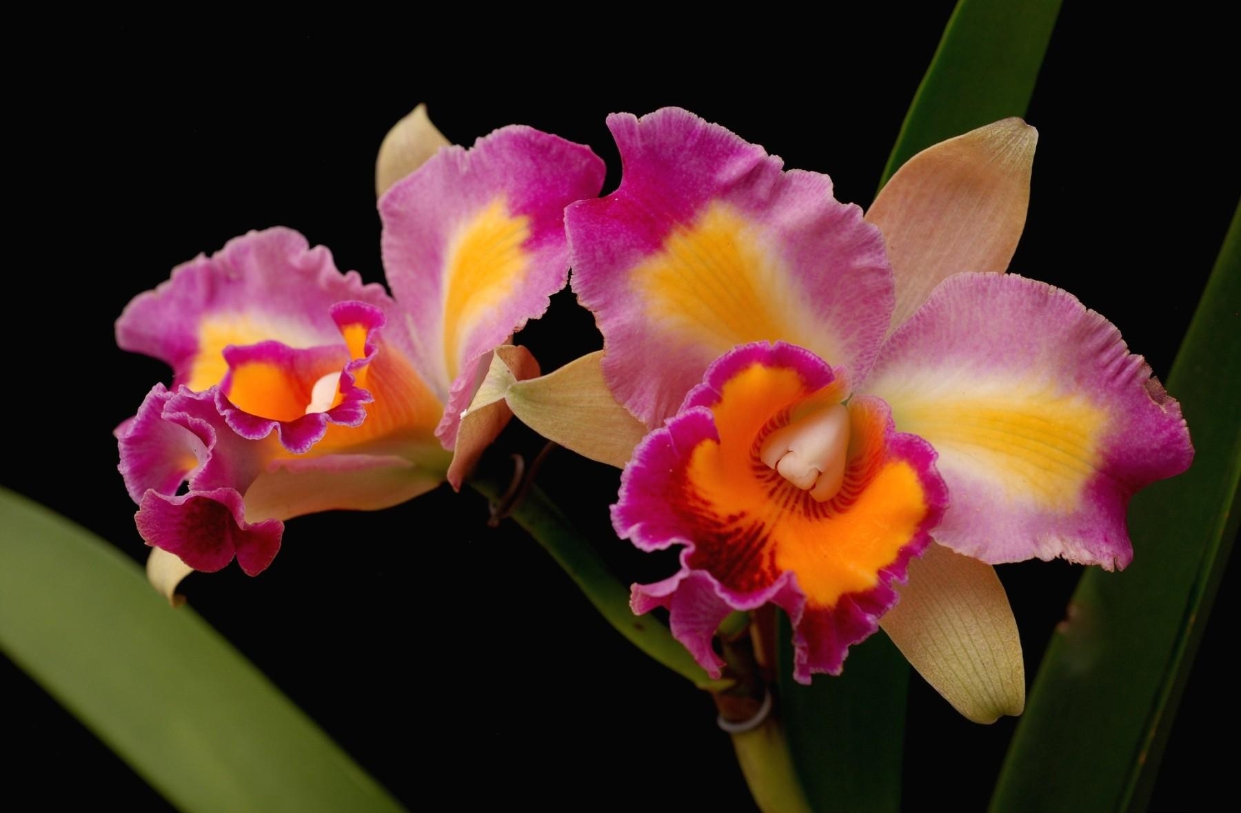 flowers, bright, close up, orchids