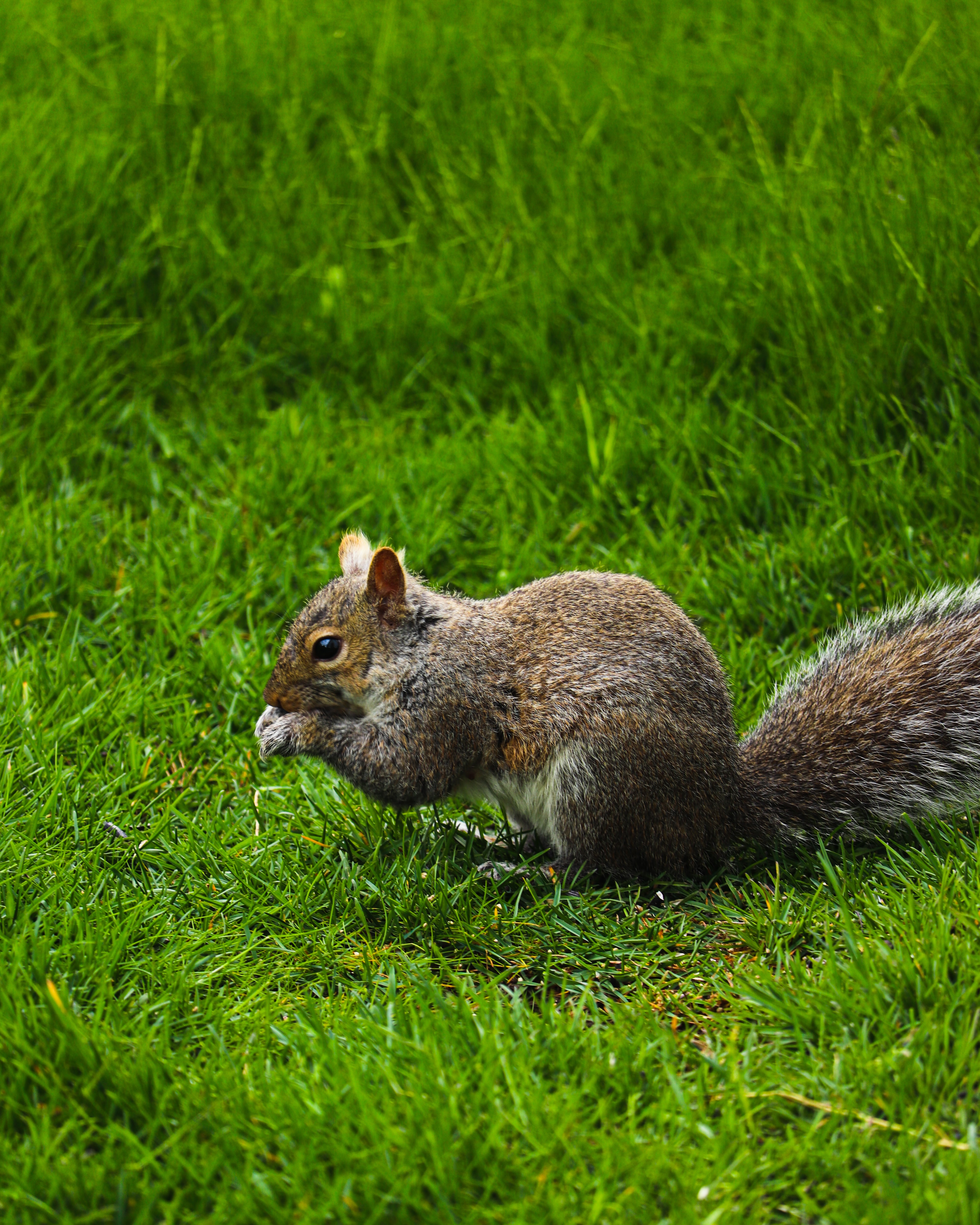 Free download wallpaper Grass, Rodent, Animals, Squirrel, Funny on your PC desktop