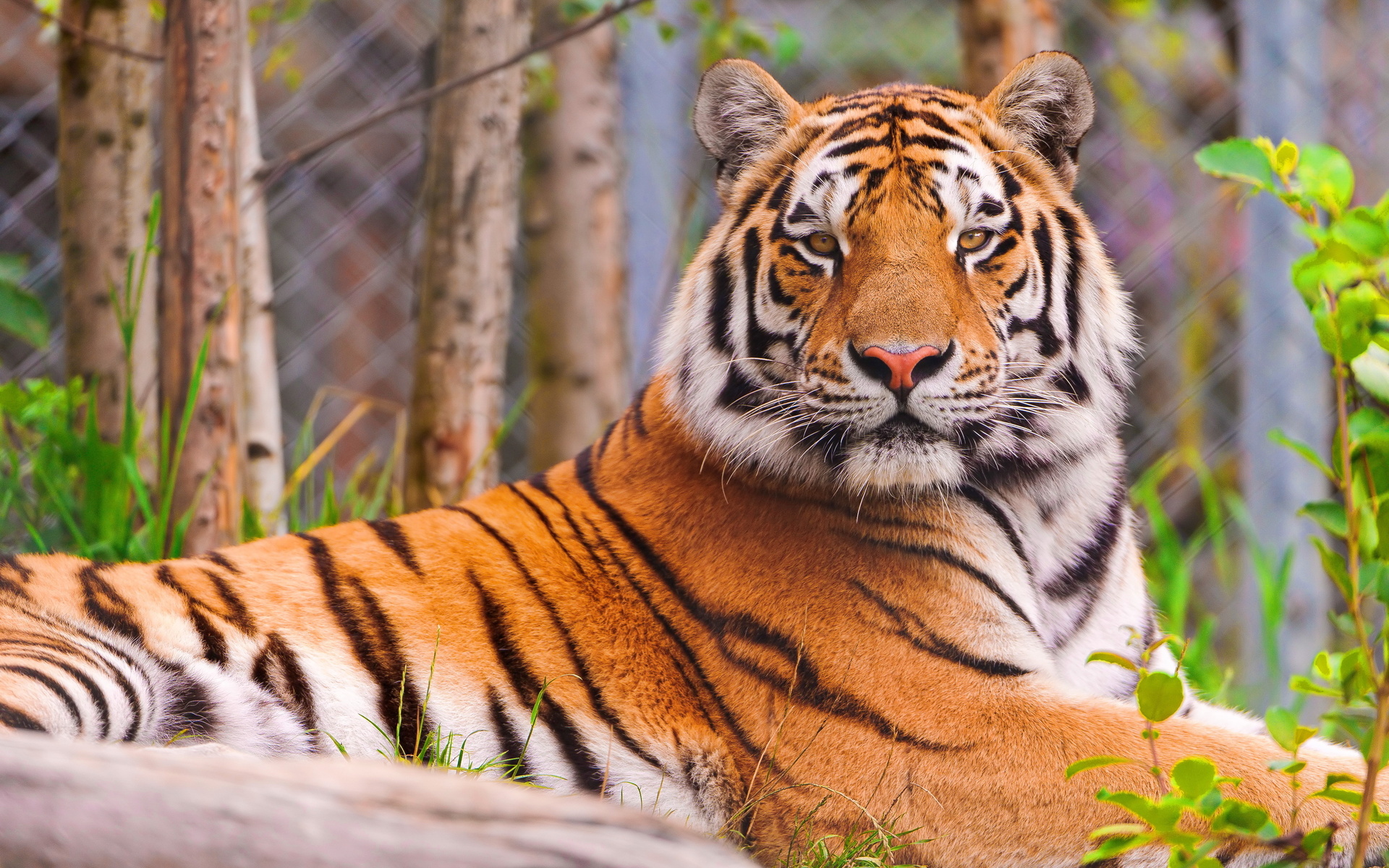 Амурский тигр красавец