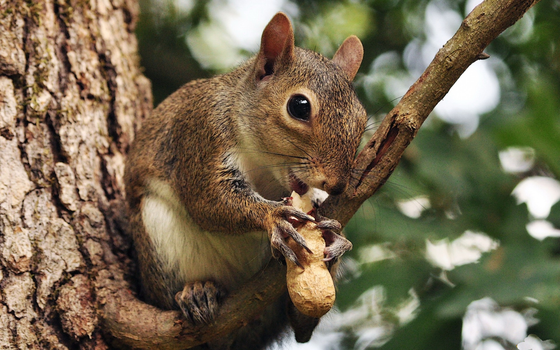 squirrel, branch, animal, tree, nut, rodent